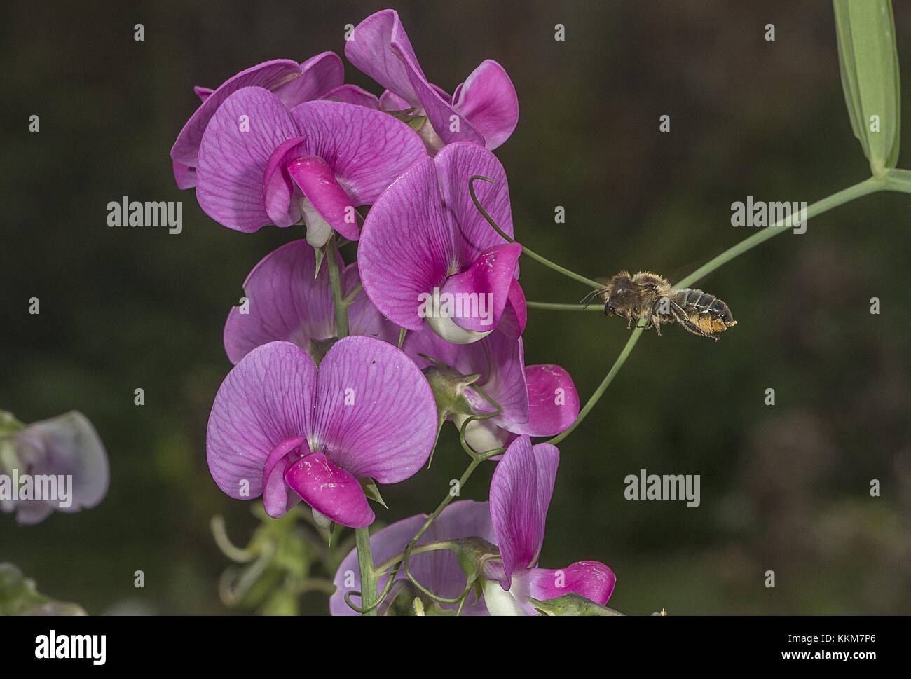 La foglia-Cutter Bee, Megachile centuncularis, in volo, la visita di latifoglie pisello perenne. Norfolk. Foto Stock