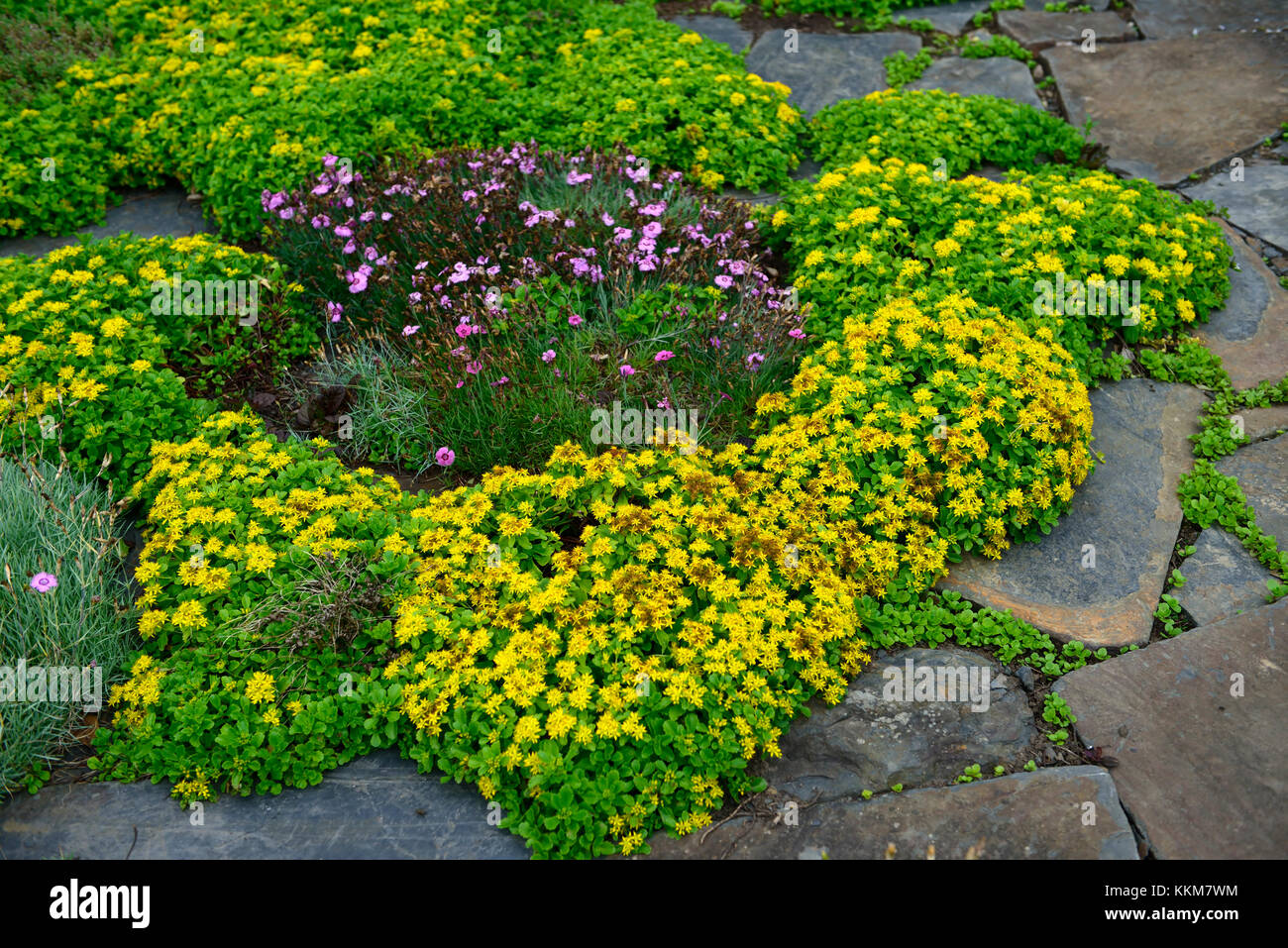 Sedum kamtschaticum var ellacombeanum, sedums, giardino di roccia,rockery, alpine,impianto,piante,piantagione,siccità,tollerante,giardino,giardino,groundcover,RM Floral Foto Stock