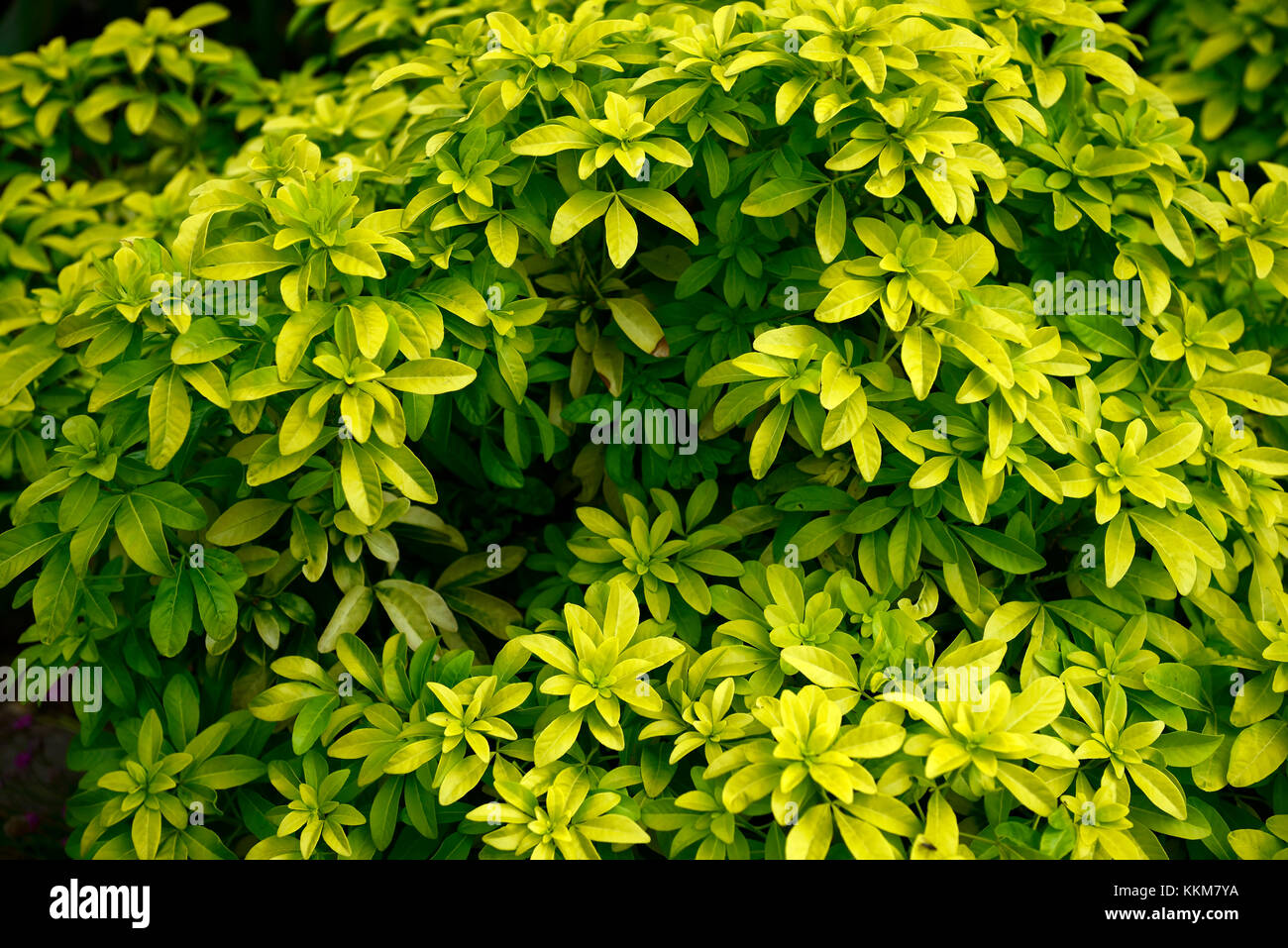 Choisya ternata sundance, messicano orange blossom,giallo,l'oro,golden,Fogliame, foglie, arbusti,evergreen,bush,bussole,RM Floral Foto Stock