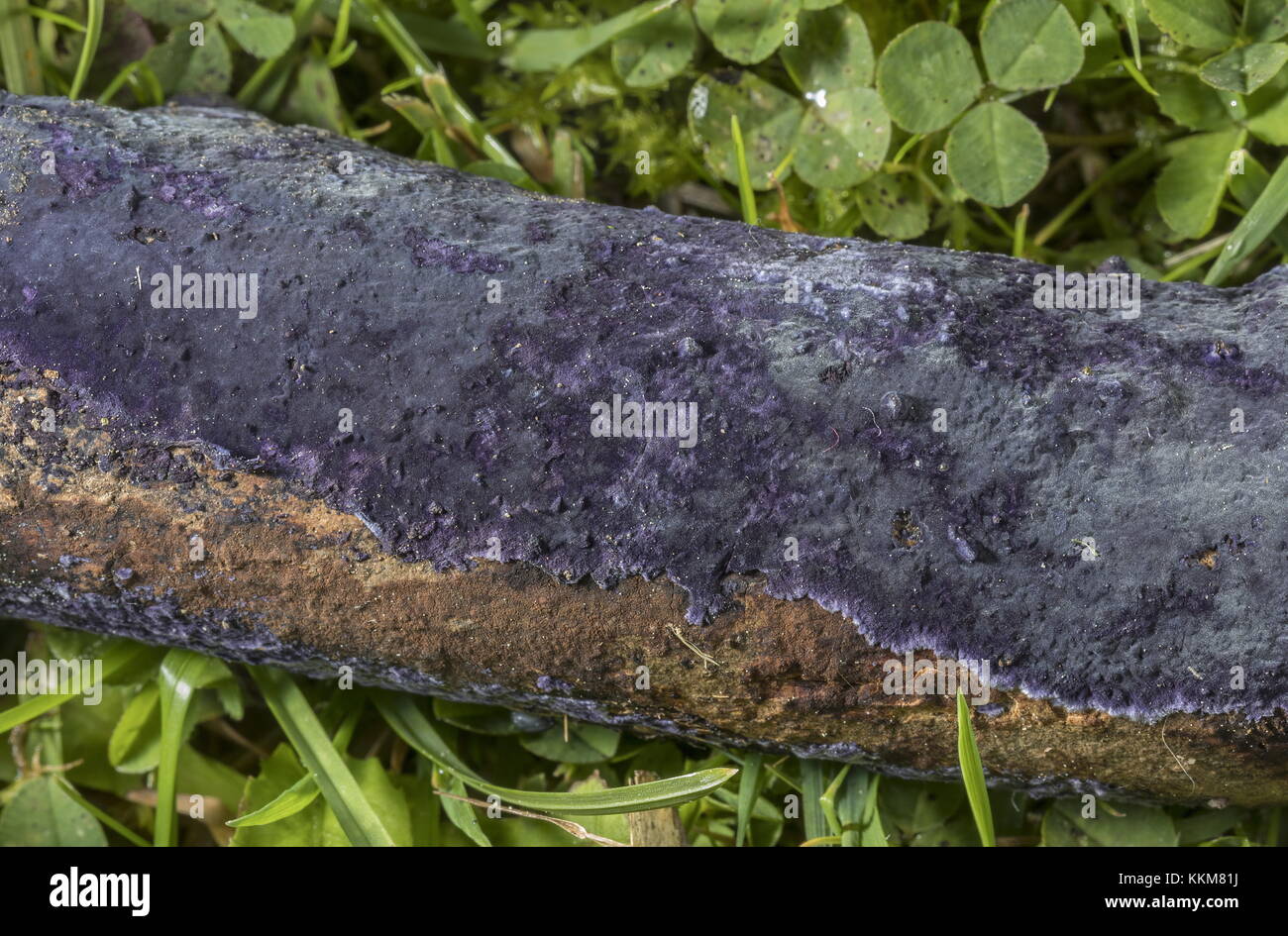 Crosta di cobalto, Terana caerulea, su ramo di prugne domestiche, Dorset. Foto Stock