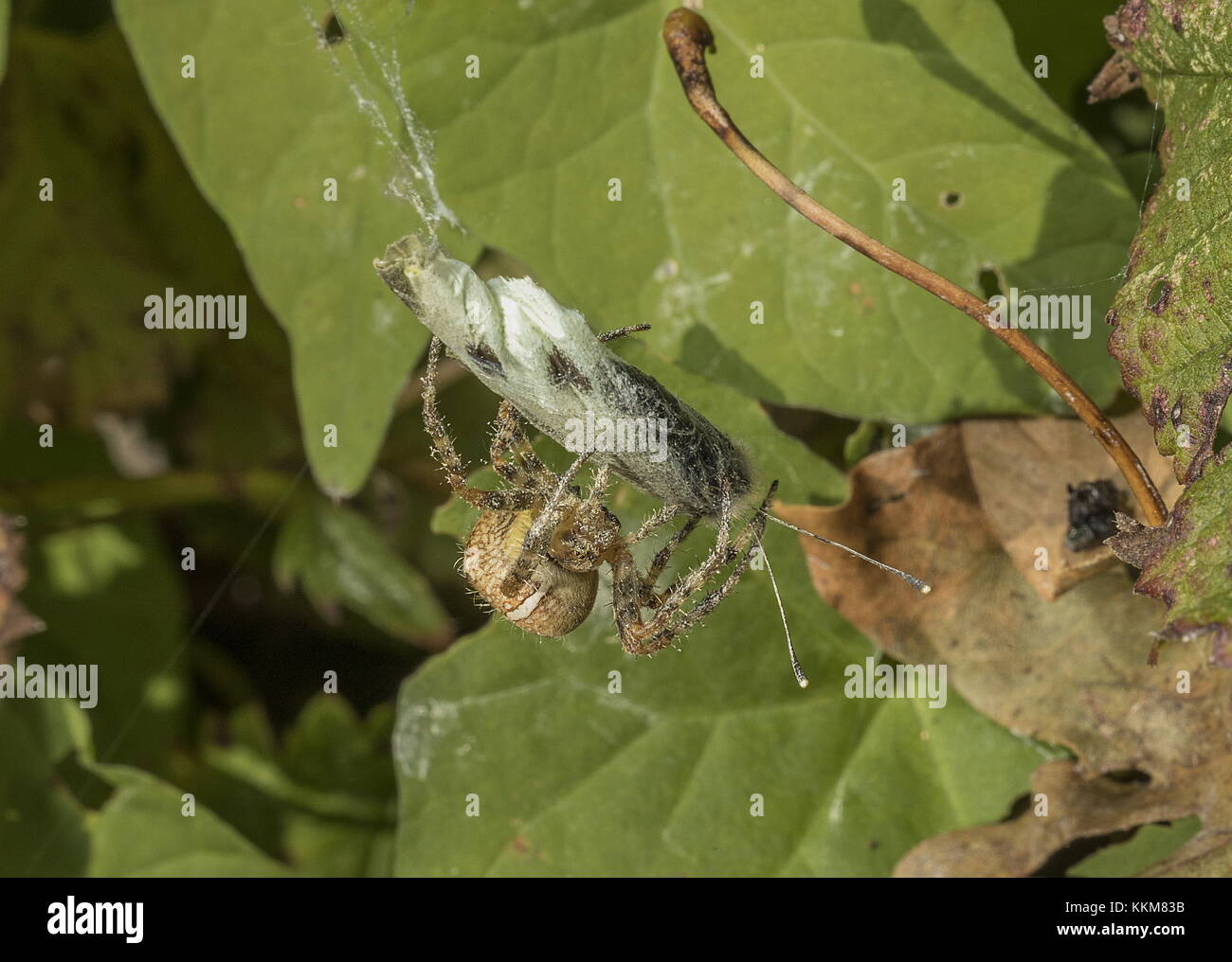 Garden Spider, Araneus diadematus, con Small White appena catturato sul web. Foto Stock