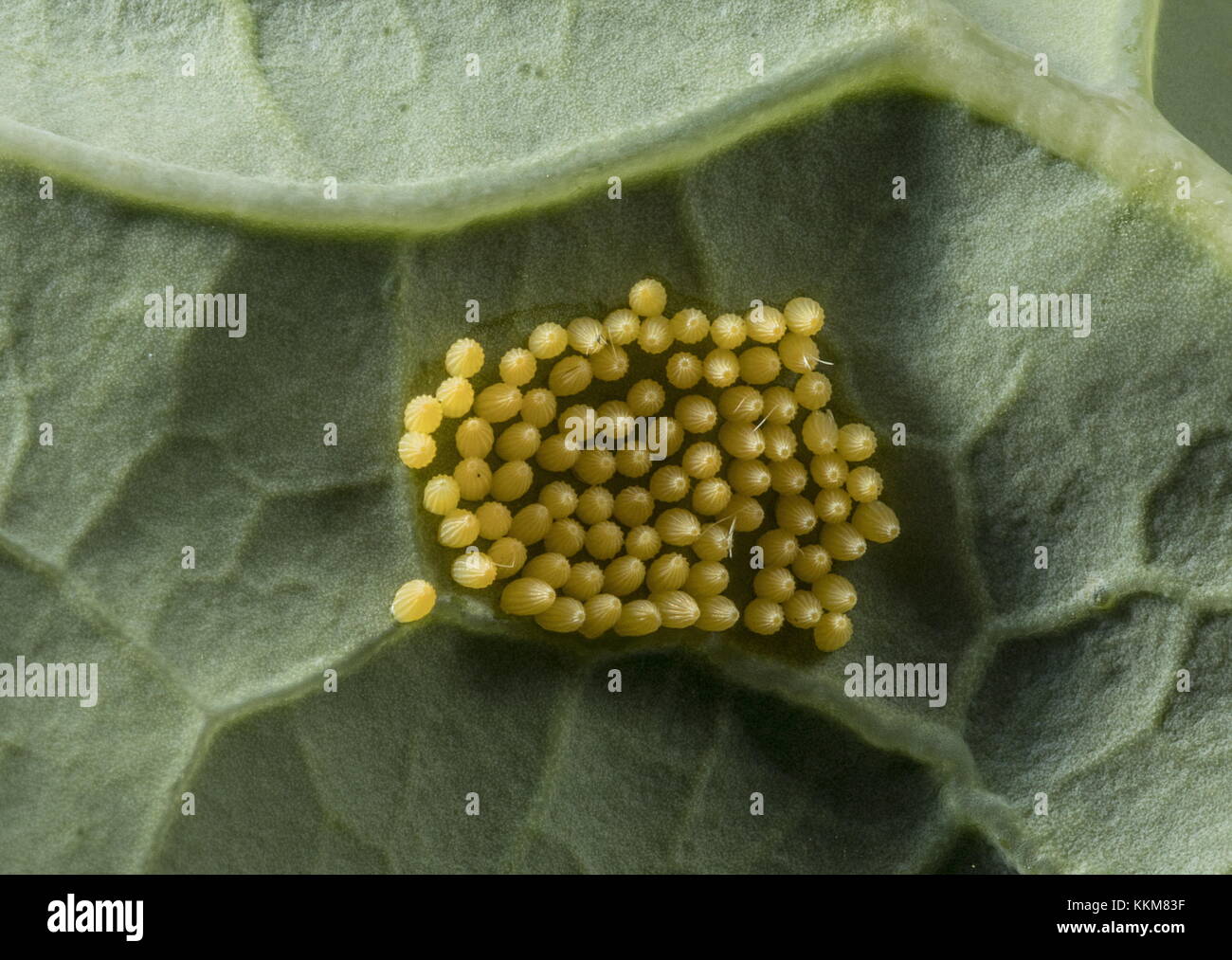 Lotto di uova di Pieris brassicae bianco grande, sul lato inferiore della foglia di cavolo. Foto Stock