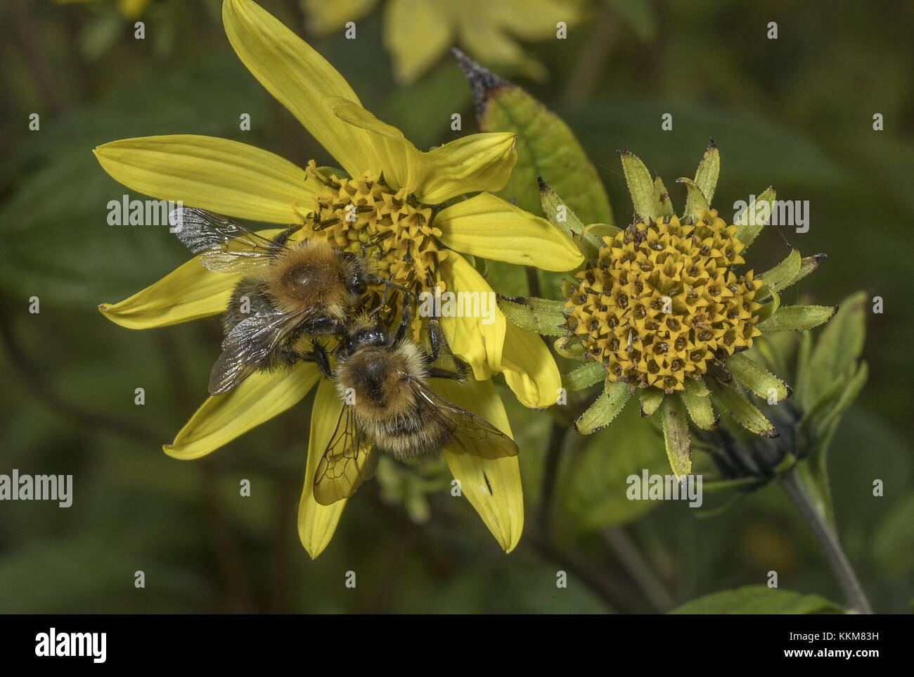 Api Carder comuni, Bombus pascuorum, sul fiore del giardino autunnale, Dorset. Foto Stock