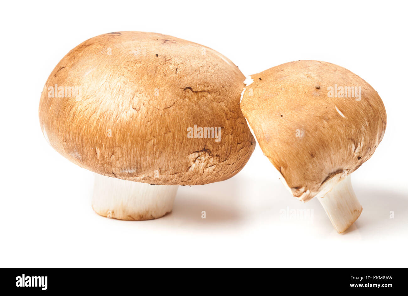 Rosolare gli champignon Foto Stock