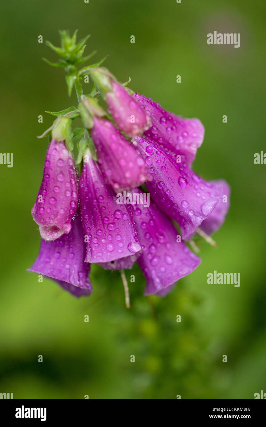 Foxglove viola, close-up, Digitalis purpurea Foto Stock