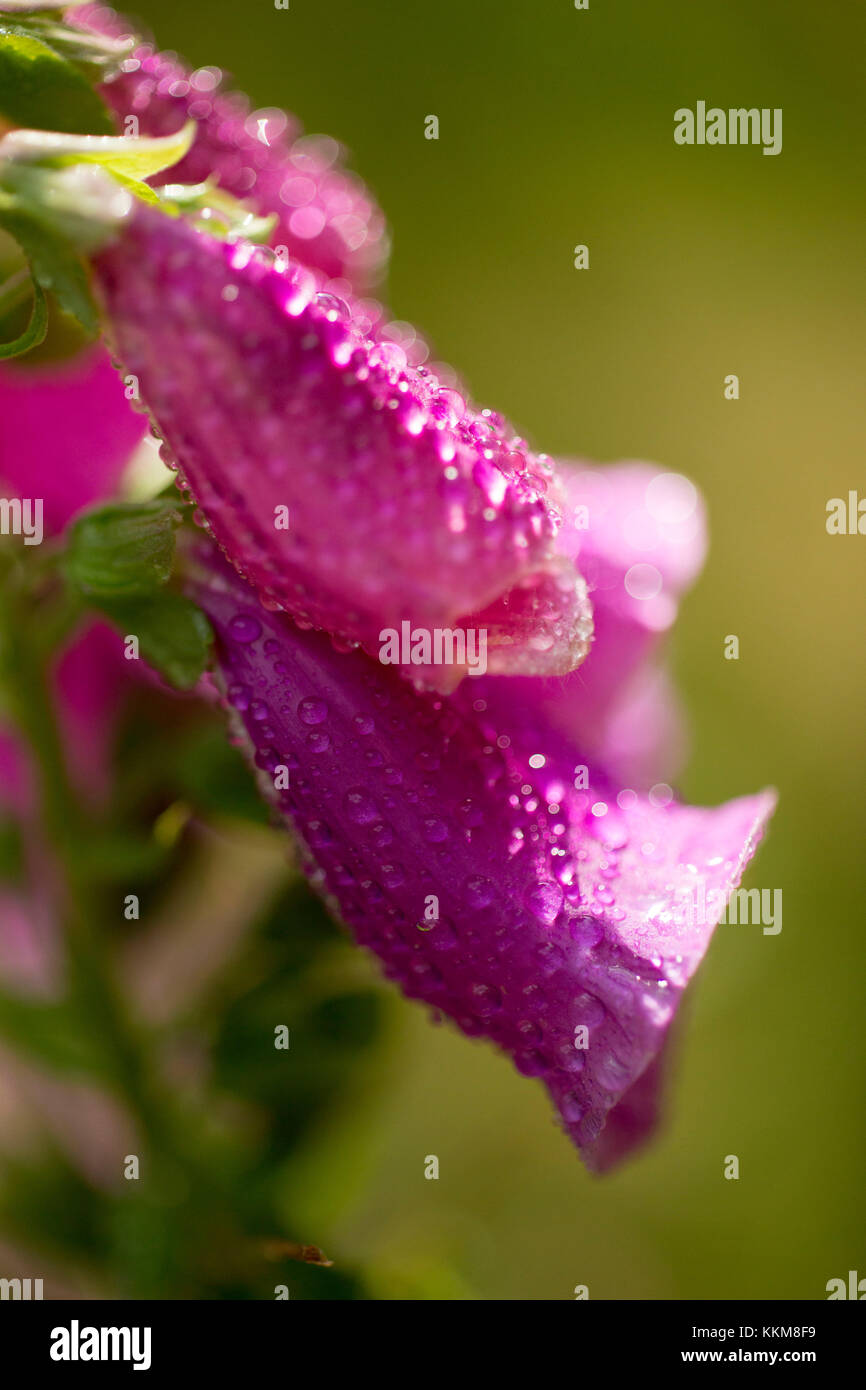 Foxglove viola, close-up, Digitalis purpurea Foto Stock