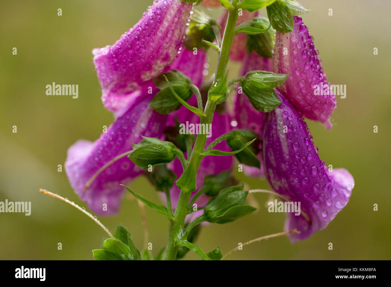 Foxglove viola, close-up, Digitalis purpurea Foto Stock