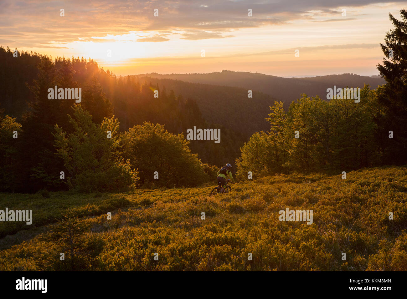 Mountain Biker al herzogenhorn nel tramonto, foresta nera, BADEN-WUERTTEMBERG, Germania Foto Stock