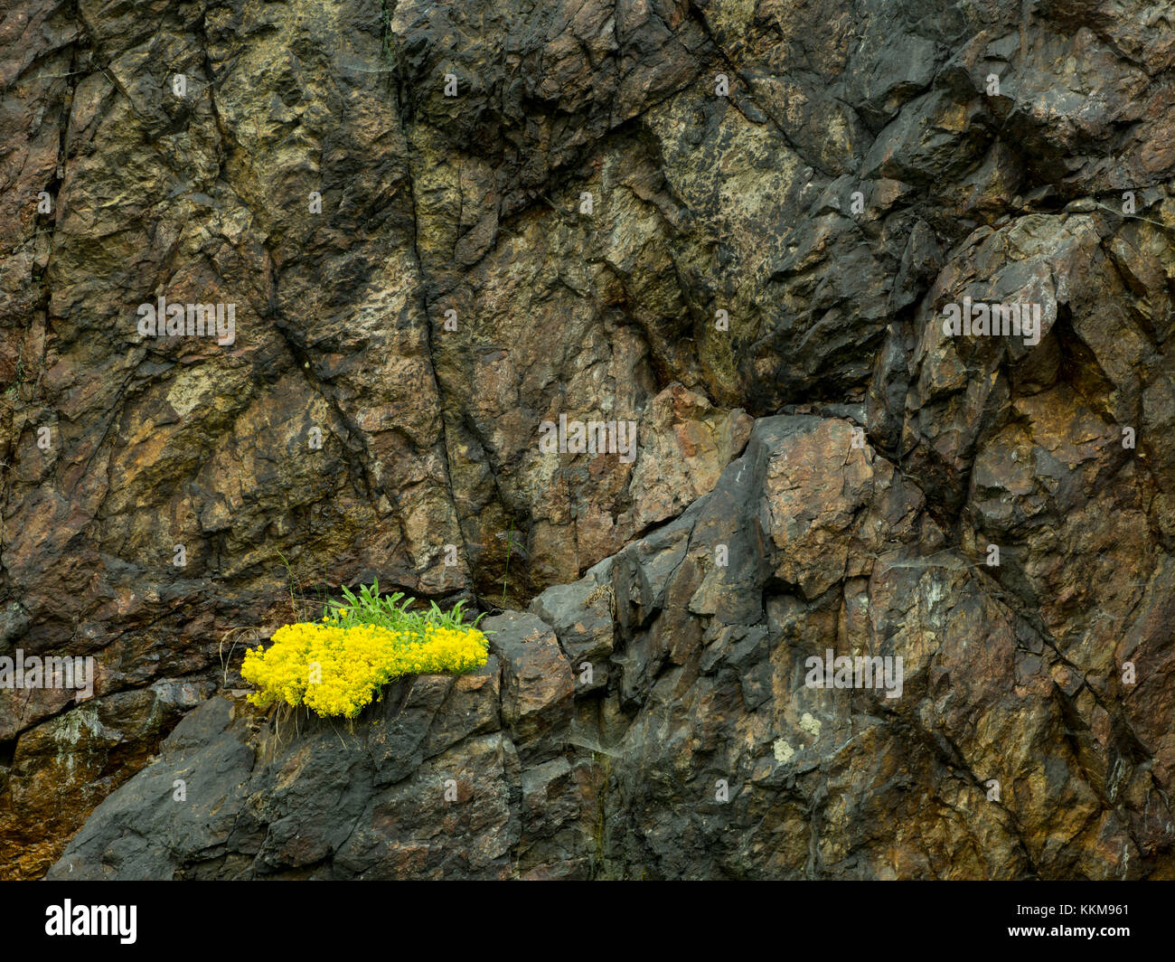 Vegetazione sulla scogliera vicino a rechenberg, monti metalliferi, Sassonia, Germania, Foto Stock