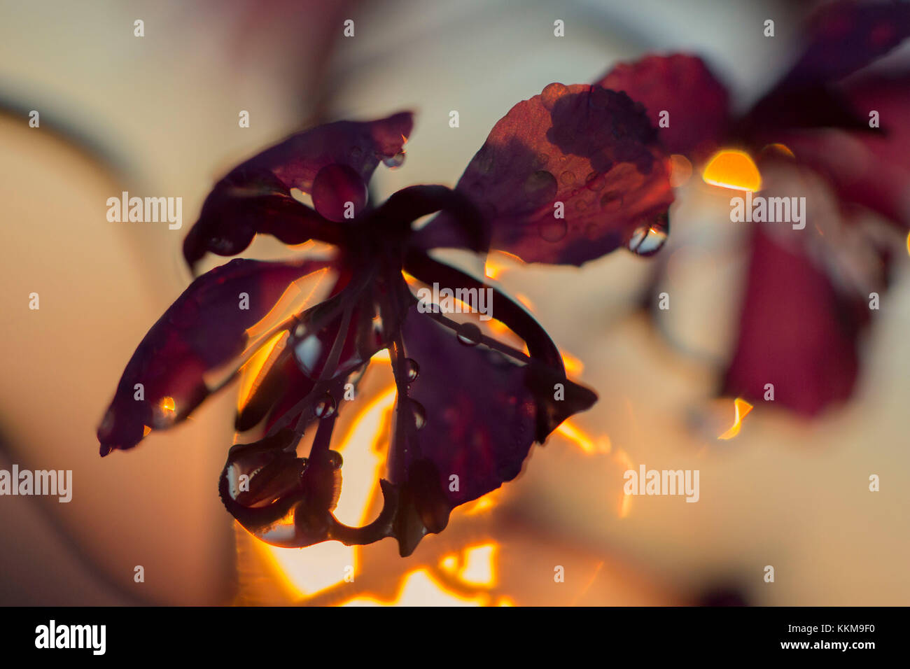 Fireweed, epilobium angustifolium, close-up Foto Stock