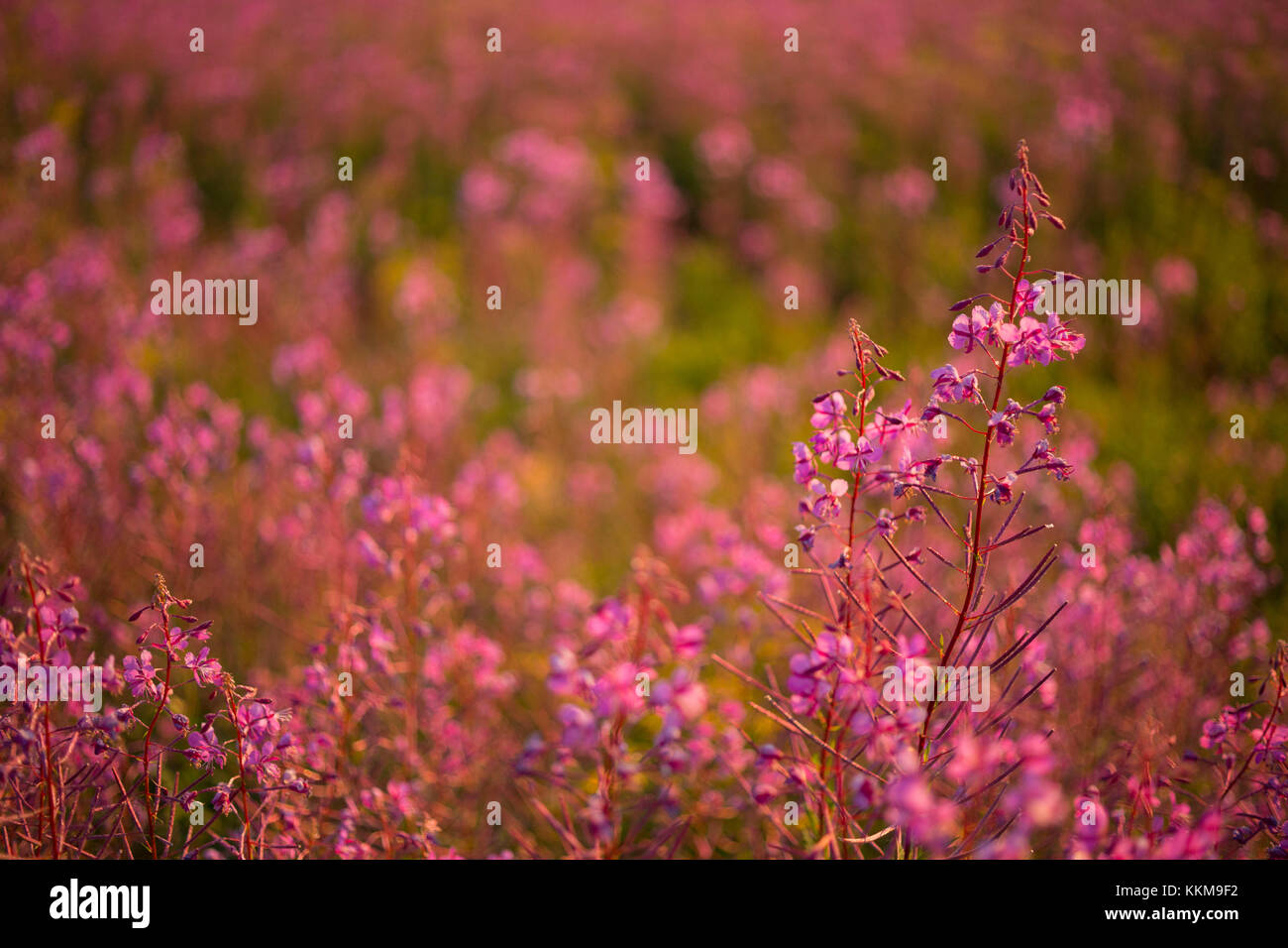 Fireweed in prato estivo, epilobium angustifolium Foto Stock