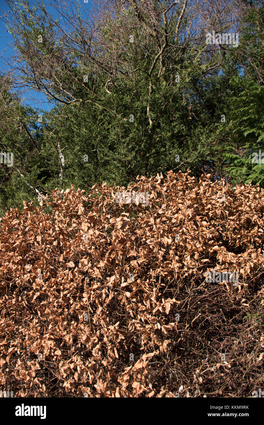 Attraente hedging faggio diventa marrone all'inizio dell'inverno. Foto Stock