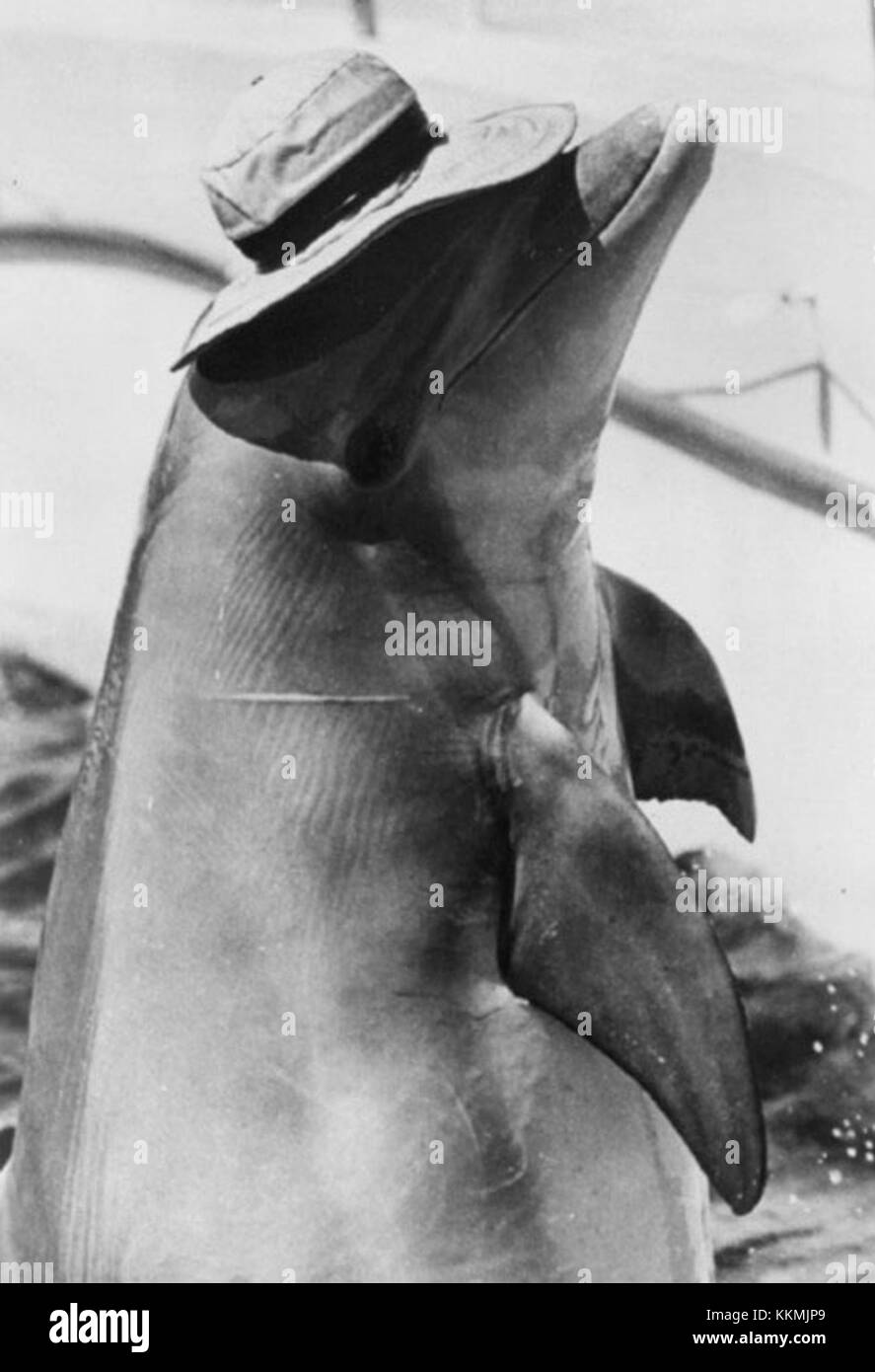 Flipper (1969) è una popolare serie televisiva americana incentrata su un delfino tursiope. Lo spettacolo raffigurava le avventure del delfino, Flipper, mentre aiutava un ranger del parco a risolvere vari problemi. Foto Stock