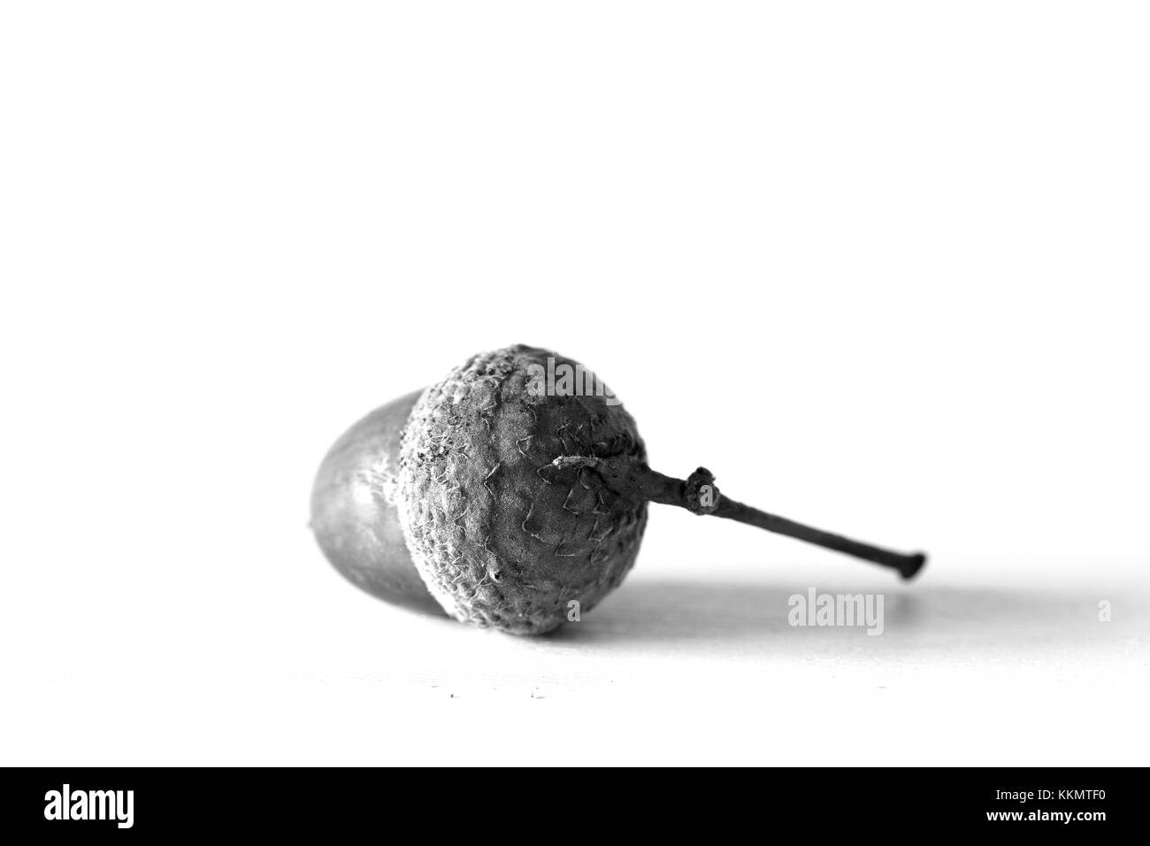 Close up acorn Foto Stock