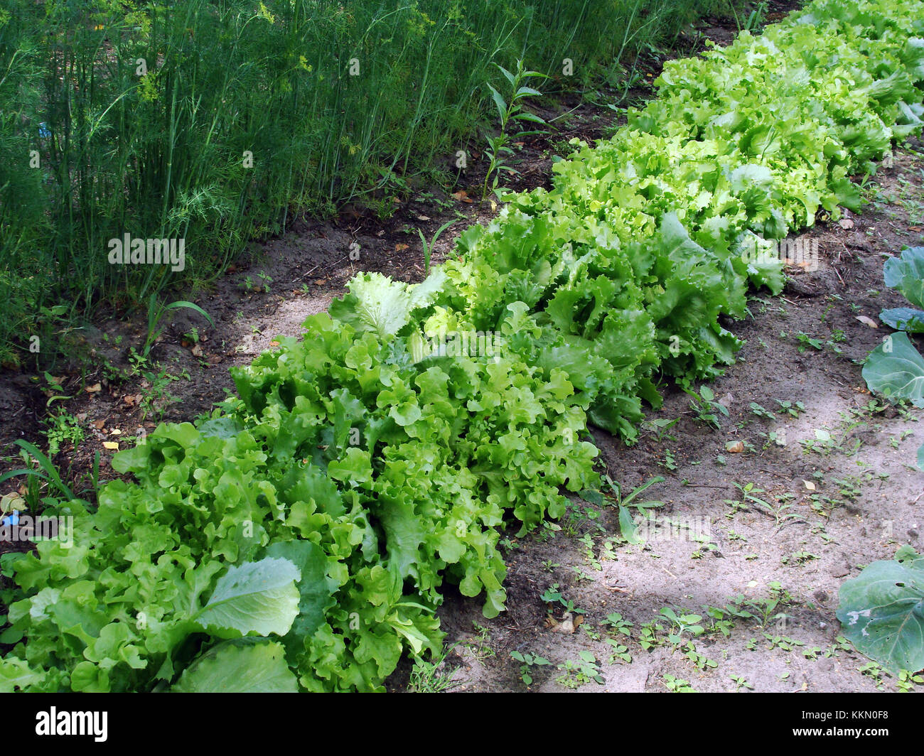 Solchi di aneto e lattuga in crescita in orto e concetto di organico di agricoltura biologica Foto Stock
