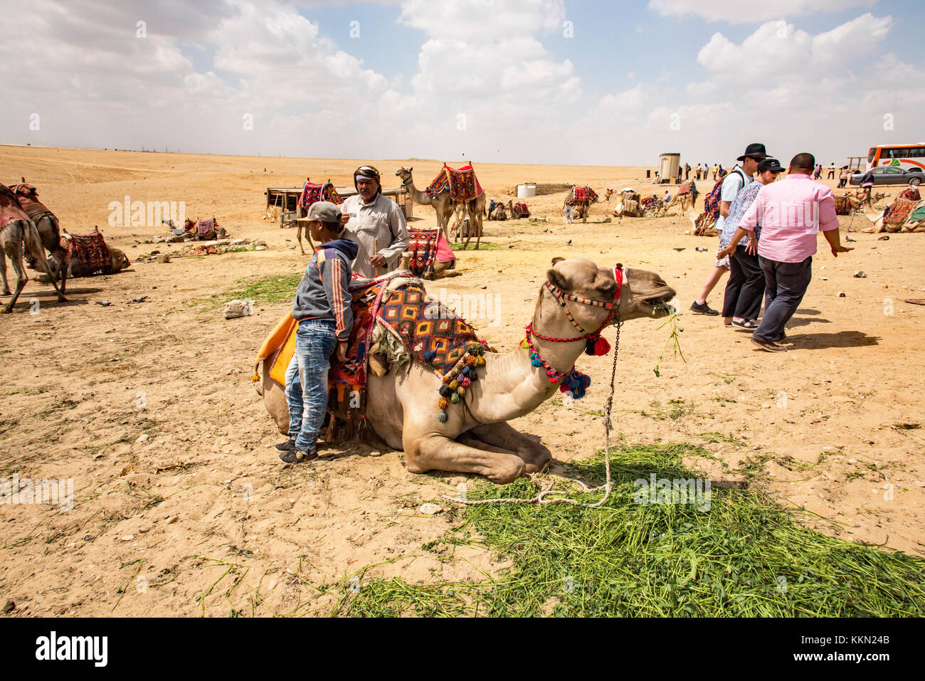 I cammelli per tour delle piramidi dal deserto sull'Altopiano di Giza. Foto Stock