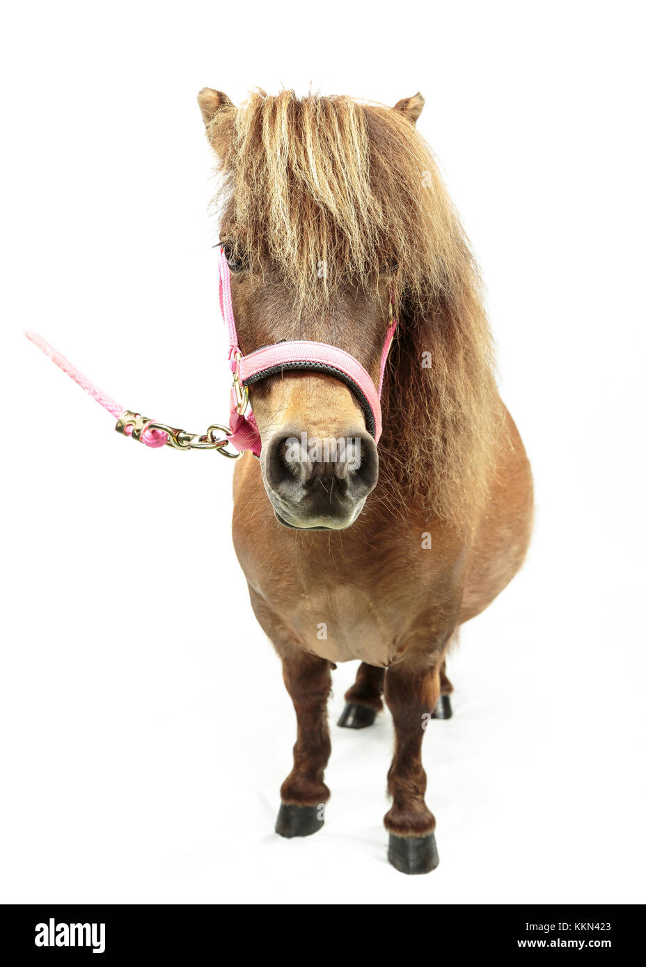 Studio di Tiny Horse Shetland Pony su sfondo bianco Foto Stock