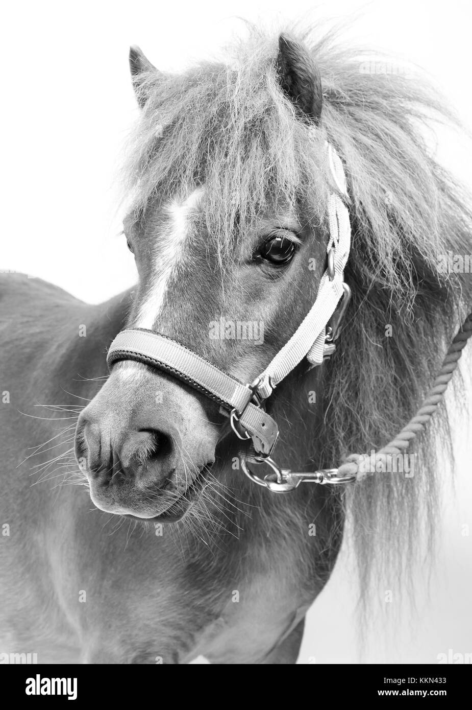 Studio di Tiny Horse Shetland Pony su sfondo bianco Foto Stock