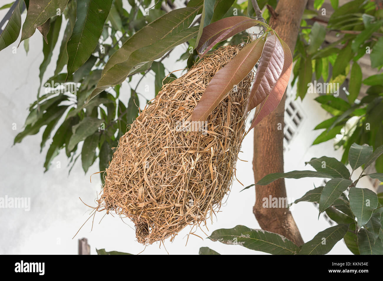 Allodola nidi, weaverbird nido fatto di fieno ,skylark nidi sui rami nella zona di venire naturalmente. e la sfocatura sfondo sfocato (selezionare la messa a fuoco anteriore s Foto Stock