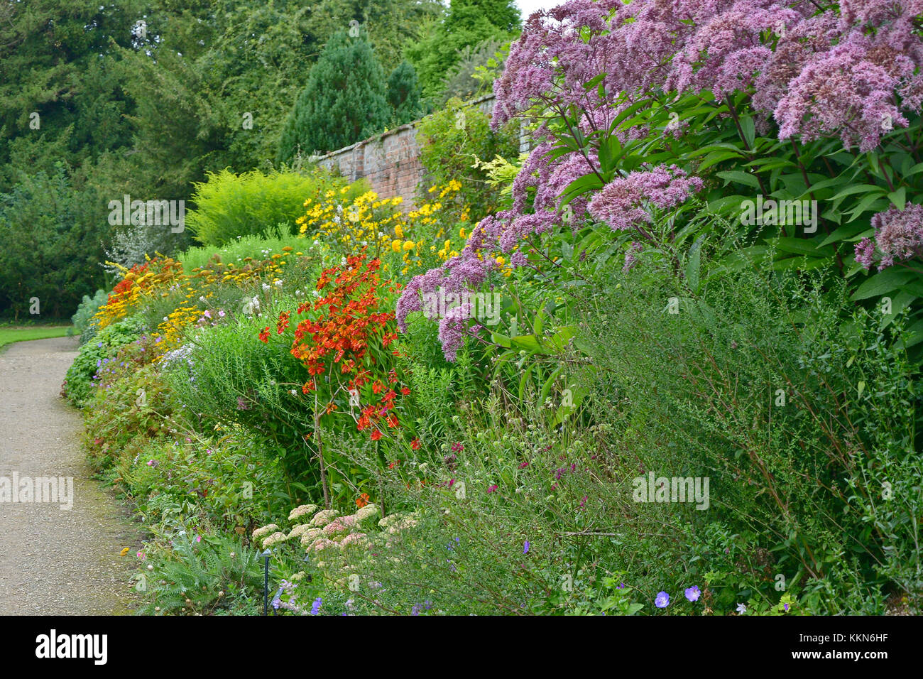 Colorato giardino confine con piantando mescolato e una grande eupatorium maculatum, solidago 'Golden Showers' e helianthus 'lemon queen' Foto Stock