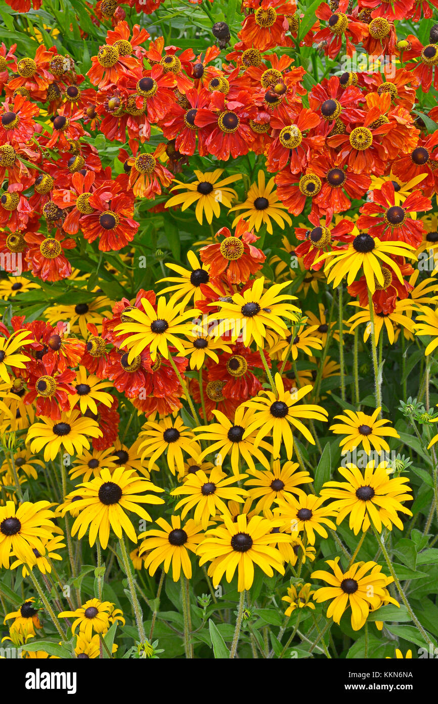 Close up di un giardino di fiori con bordo colorato helenium 'moerheim bellezza' e rudbeckia fulgida 'goldsturn' Foto Stock