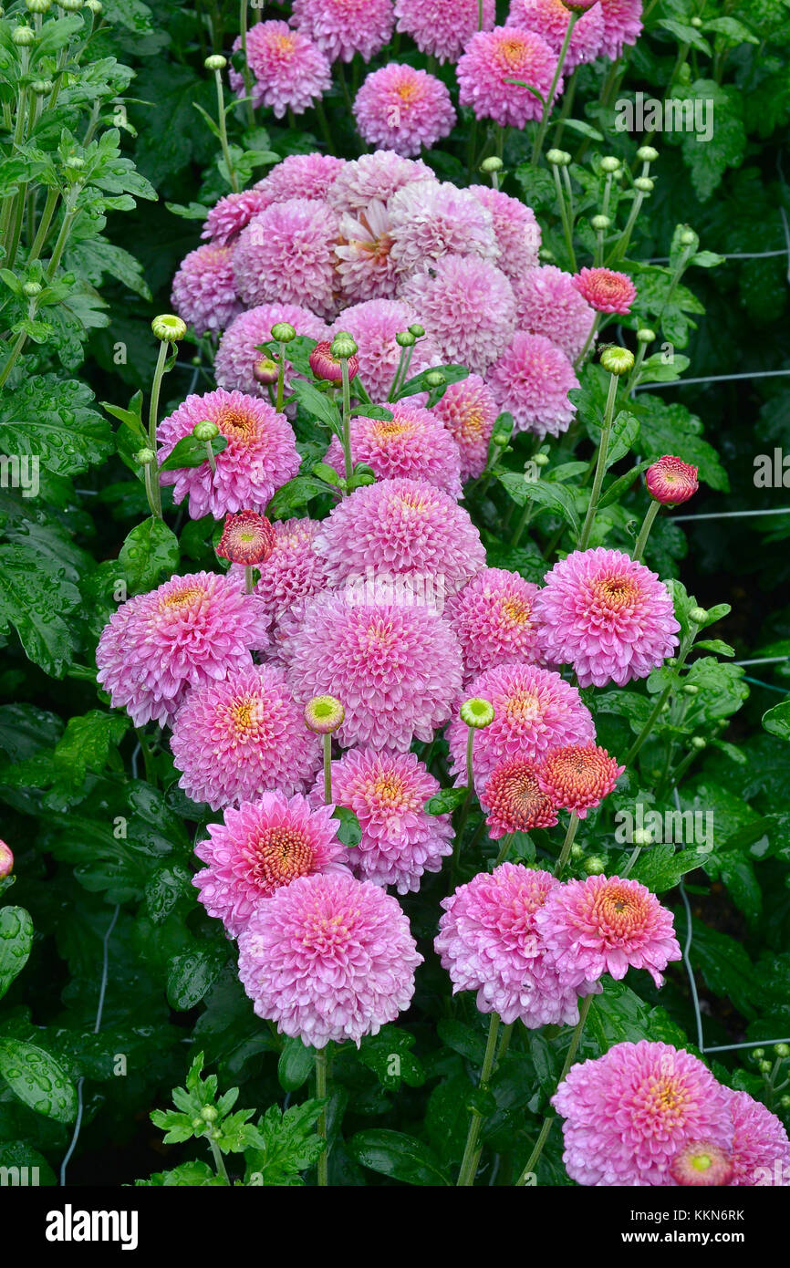Fioritura crisantemo 'blenda viola' crescendo in un confine di fiori di un giardino cottage Foto Stock