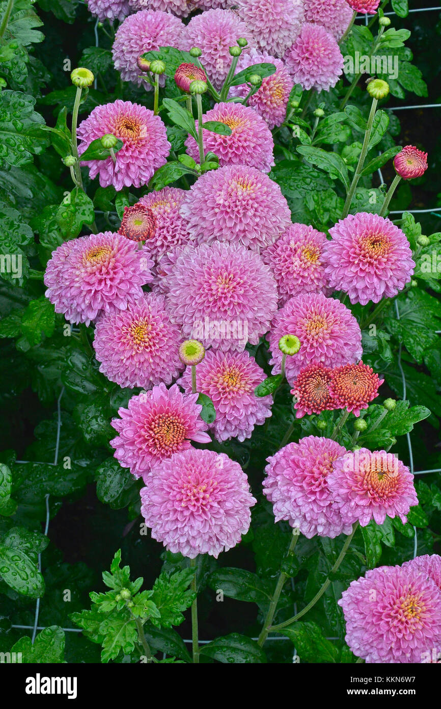 Fioritura crisantemo 'blenda viola' crescendo in un confine di fiori di un giardino cottage Foto Stock