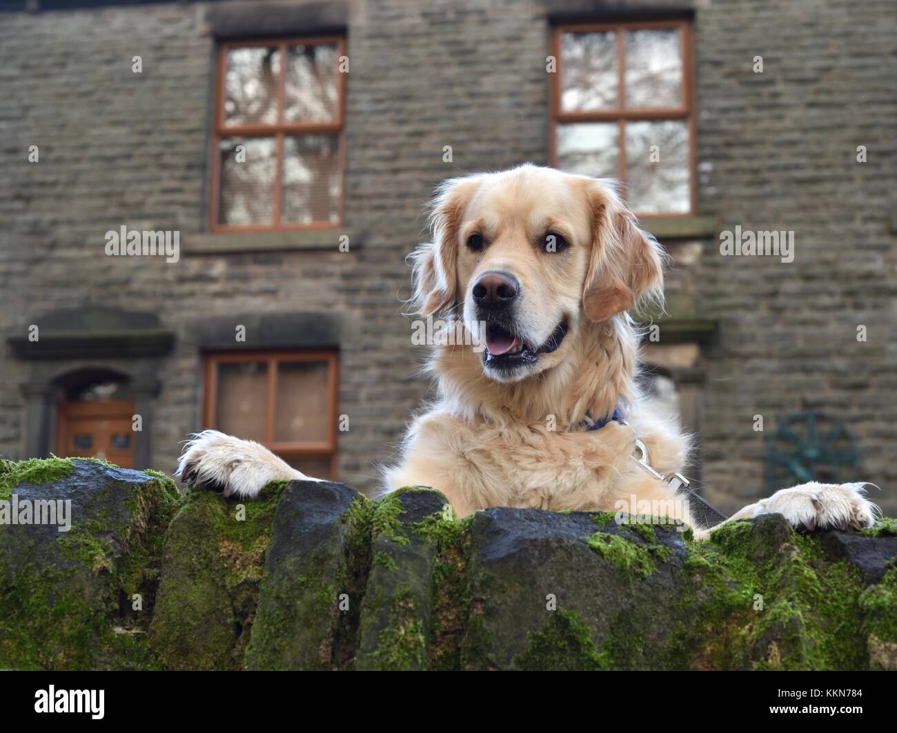 Un cane di grandi dimensioni si erge sulle zampe posteriori e si affaccia su una parete. Foto Stock