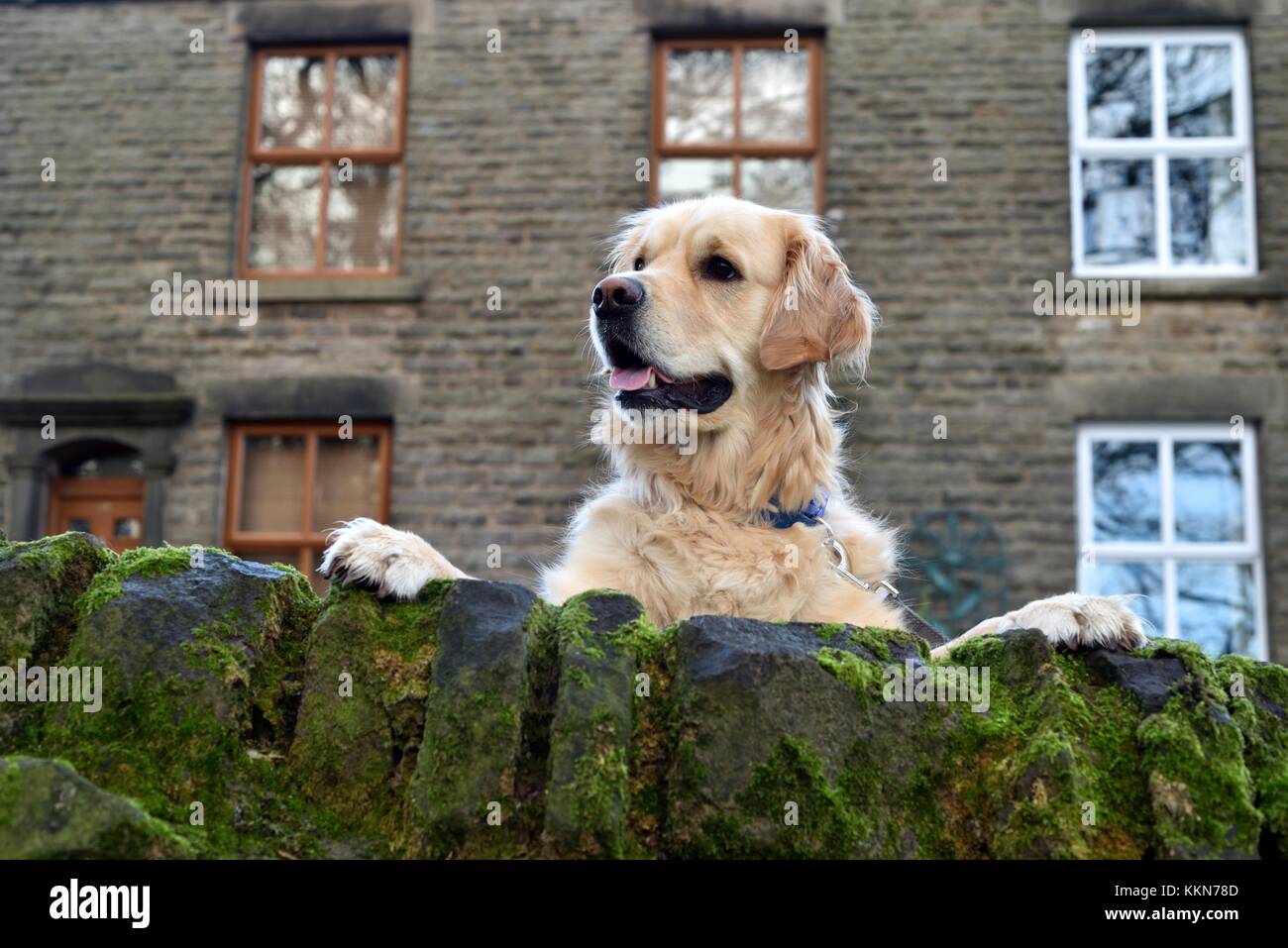 Un cane di grandi dimensioni si erge sulle zampe posteriori e si affaccia sulla parete. Foto Stock