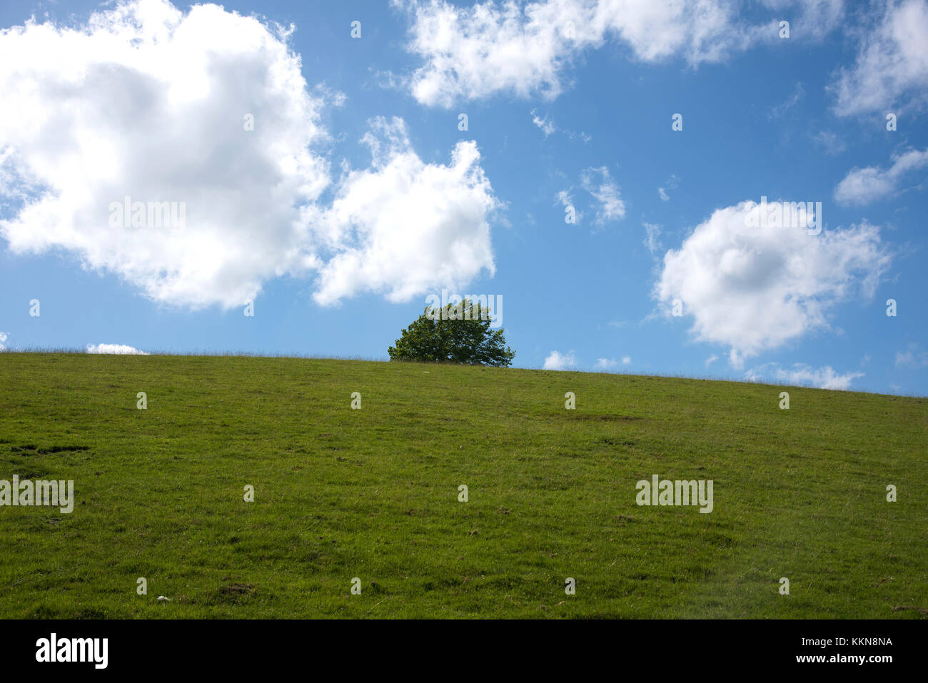 Erba verde collina con una struttura ad albero superiore, in Peaslake, Surrey Foto Stock