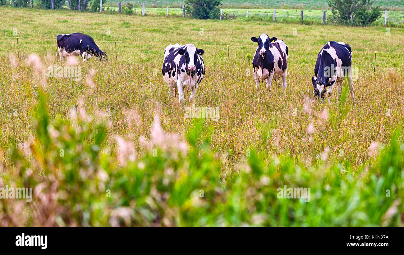 Bovini di razza Holstein in un prato. Foto Stock