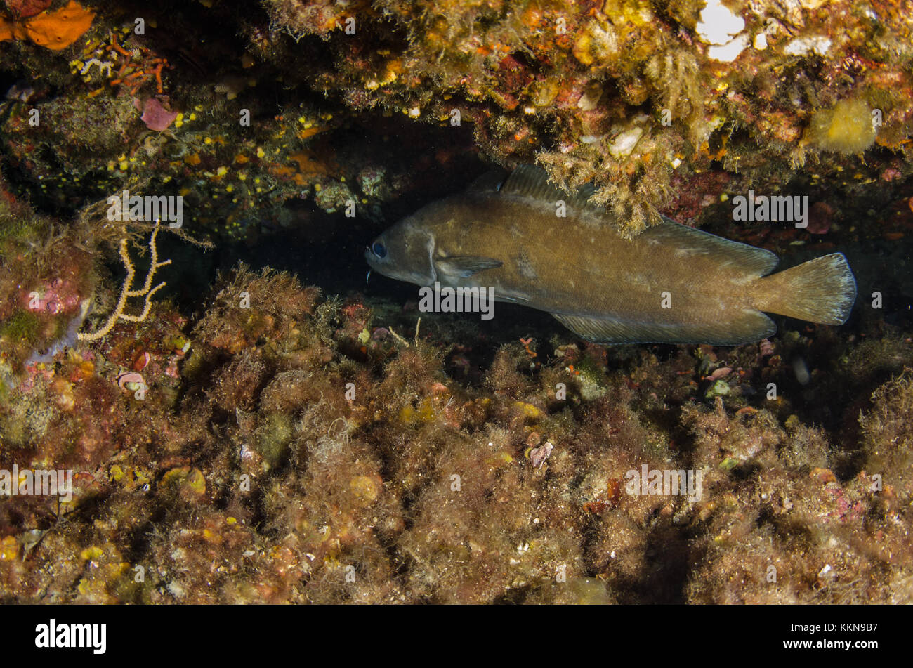 Musdea, Forcella-barba, Phycis phycis, Gadidae, Tor Paterno Area Marina Protetta, Lazio, Roma, Mare Mediterraneo Foto Stock