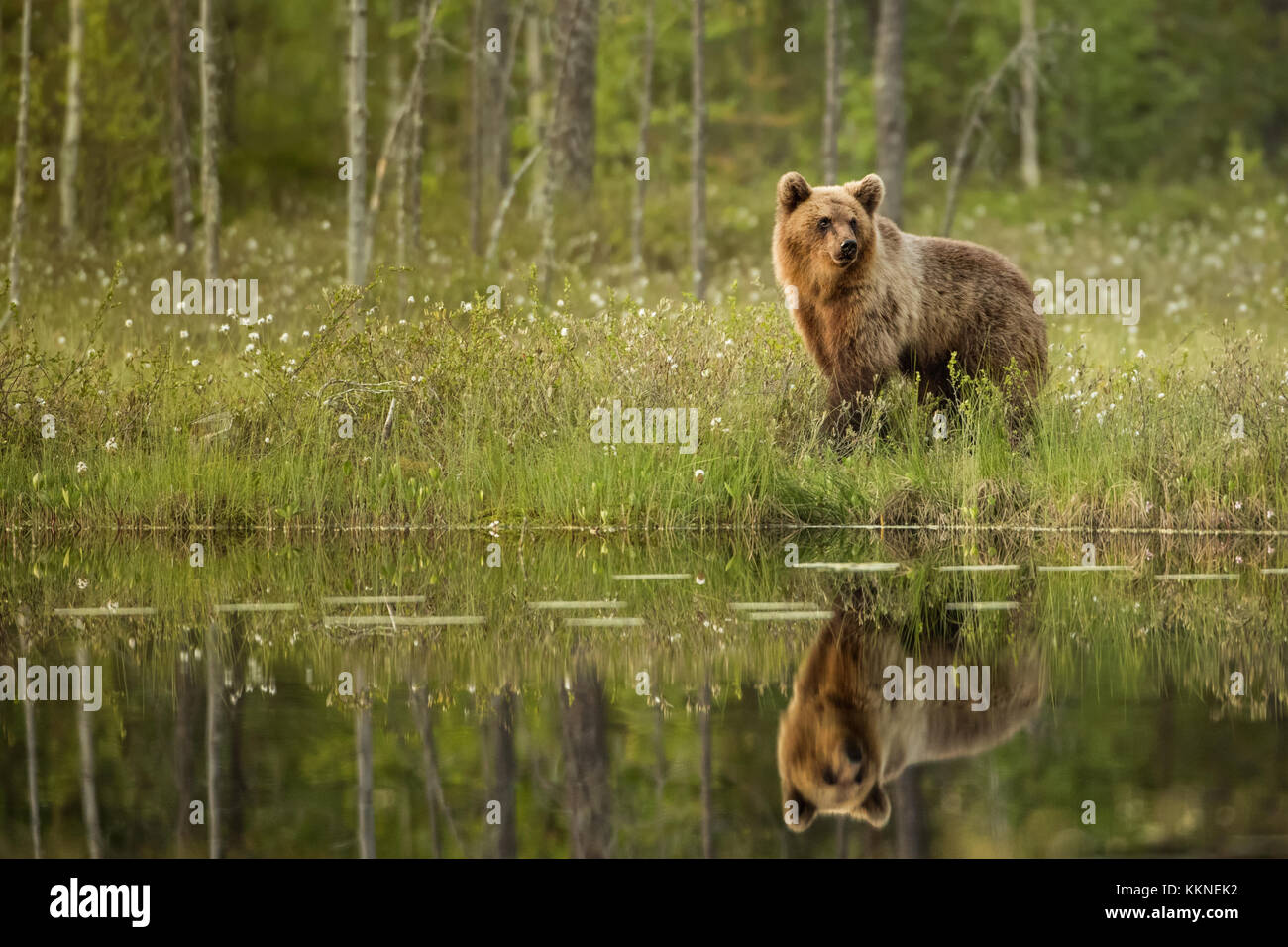 Femmina di orso bruno (Ursus arctos) con la riflessione sul lago in Vartius, Finlandia Foto Stock