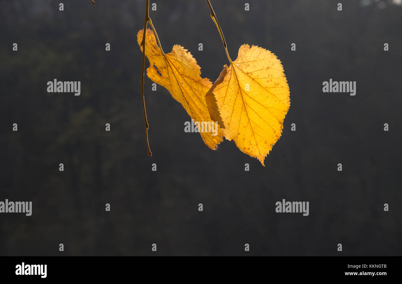 Foglie di autunno Foto Stock