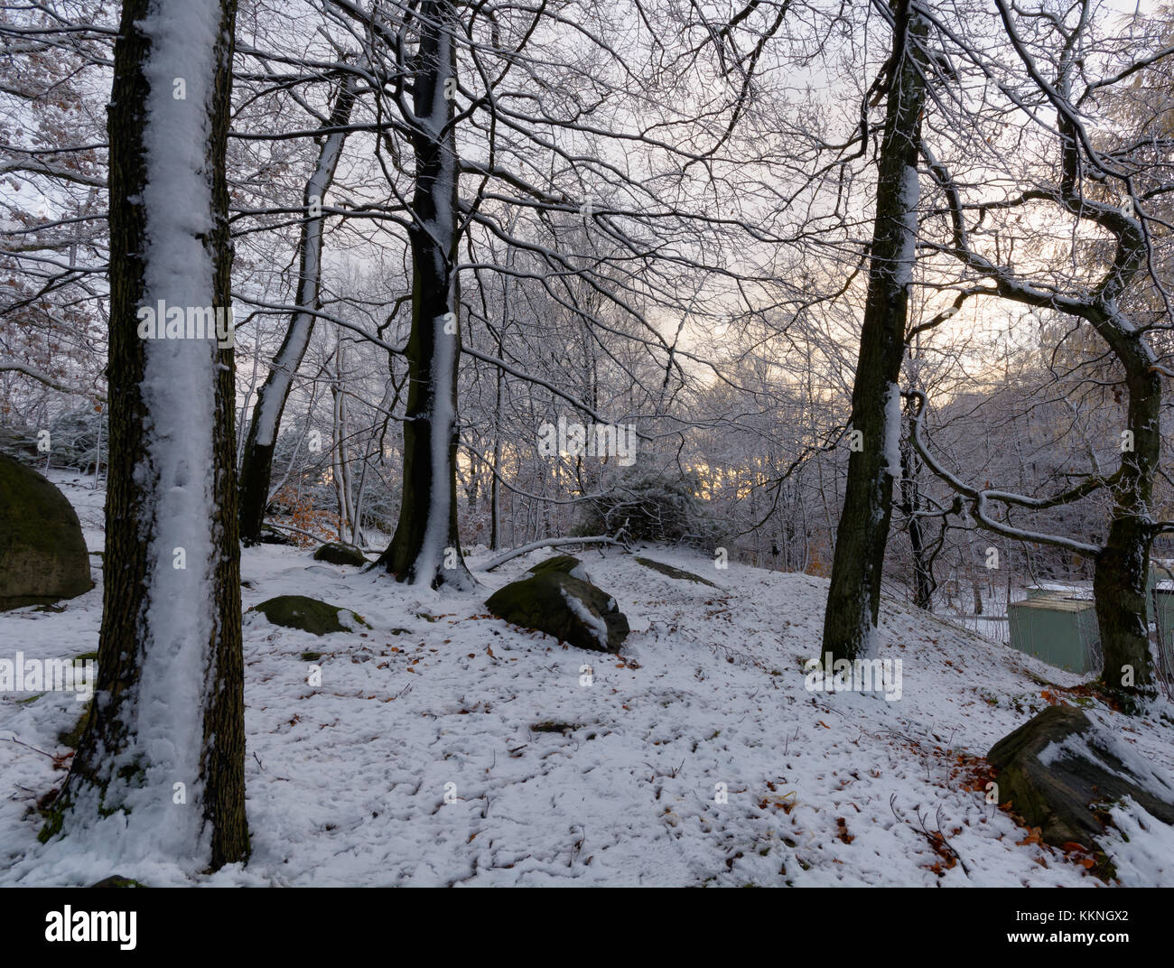 Girato questa accanto a casa mia a Göteborg. Questo anno è un po' troppo tardi con la neve a Göteborg. prima neve in novembre. sun spiata attraverso la neve fil Foto Stock