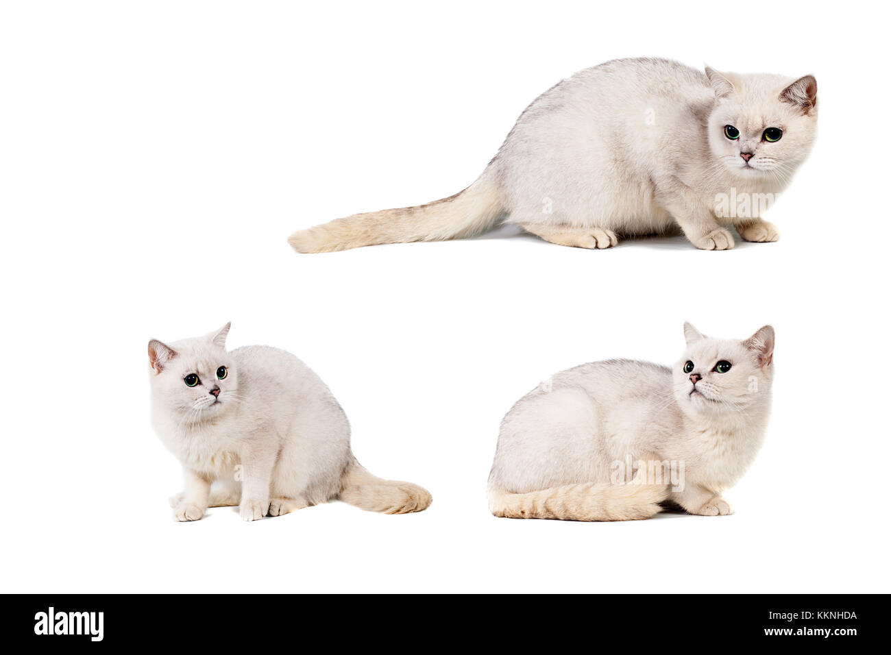 Grigio Chiaro A Pelo Corto Gatto Burmilla Purosangue Isolare Su