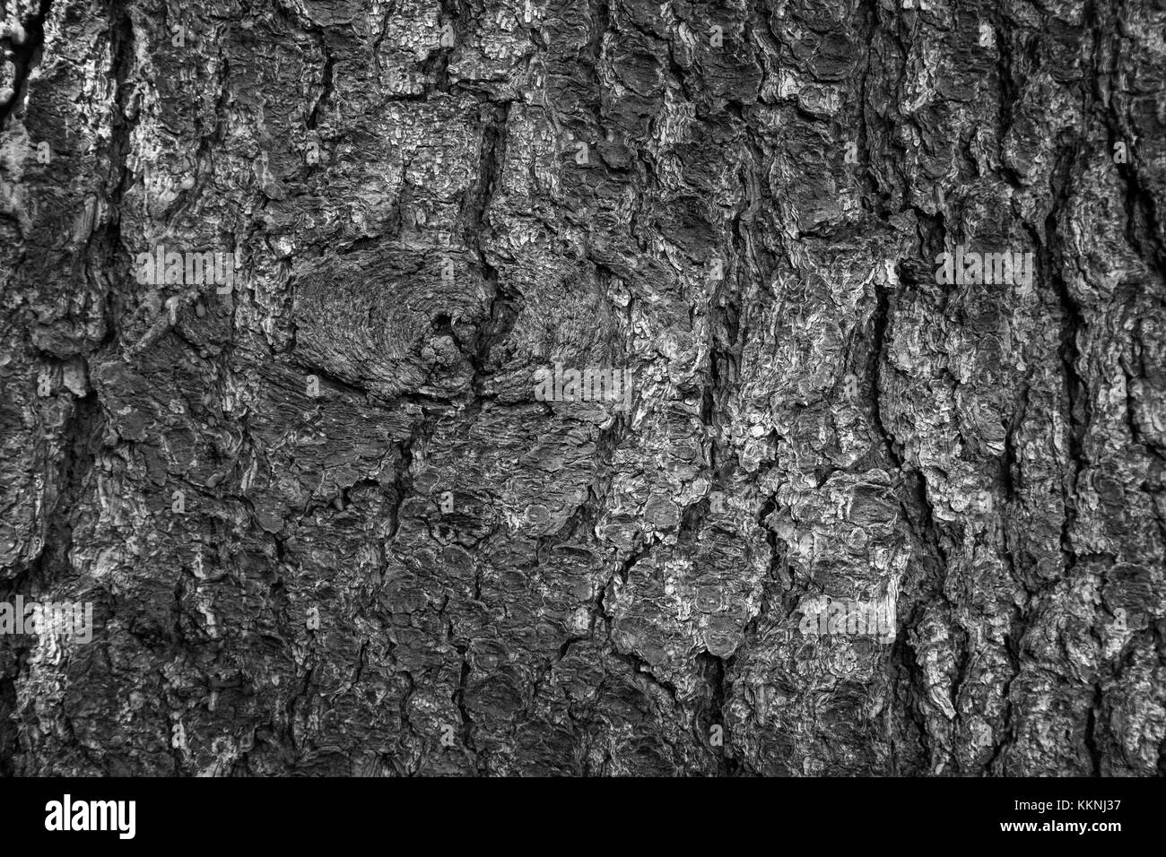 Close-up di un vecchio albero di abete rosso della texture di corteccia di sfondo in bianco e nero. Foto Stock