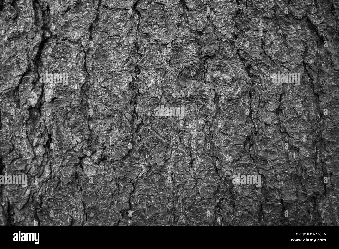 Close-up di un vecchio albero di abete rosso della texture di corteccia di sfondo in bianco e nero. Foto Stock