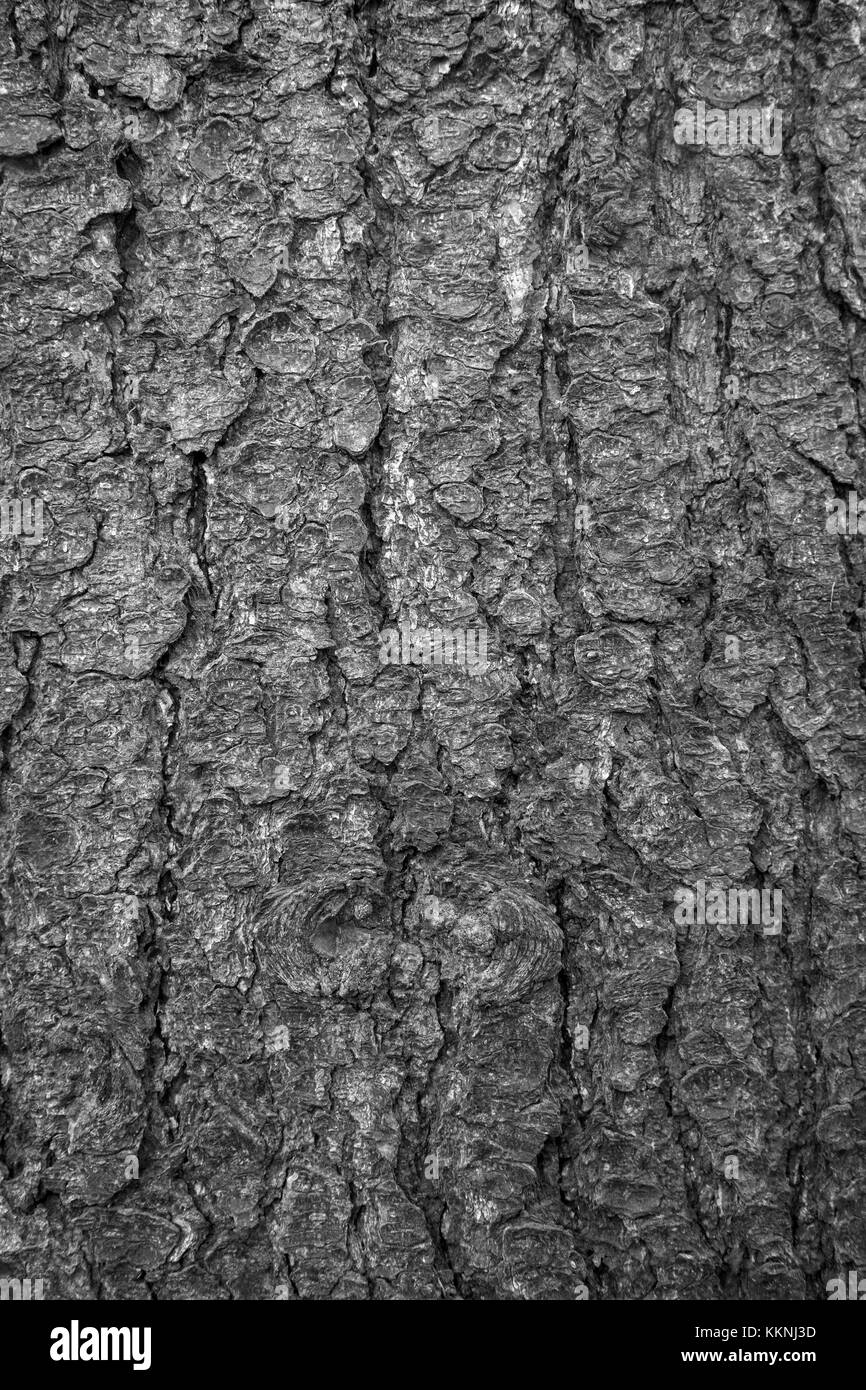 Close-up di un vecchio albero di abete rosso della texture di corteccia di sfondo in bianco e nero. Foto Stock