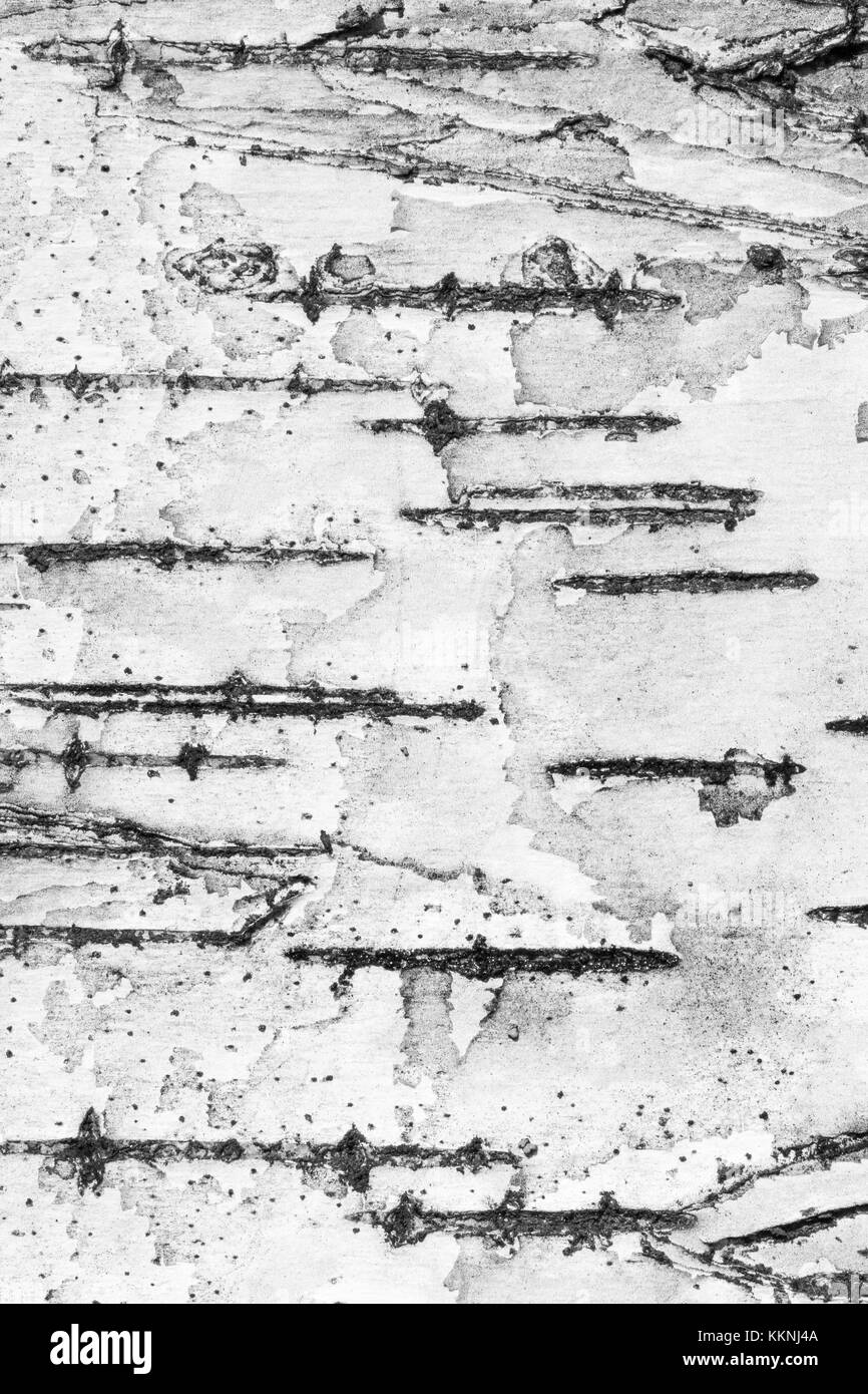 Close-up di betulla corteccia della texture di sfondo nero e bianco. Foto Stock