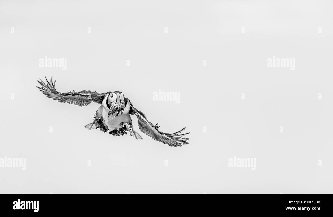 Puffin in volo sopra le isole farne carico di cicerelli Foto Stock