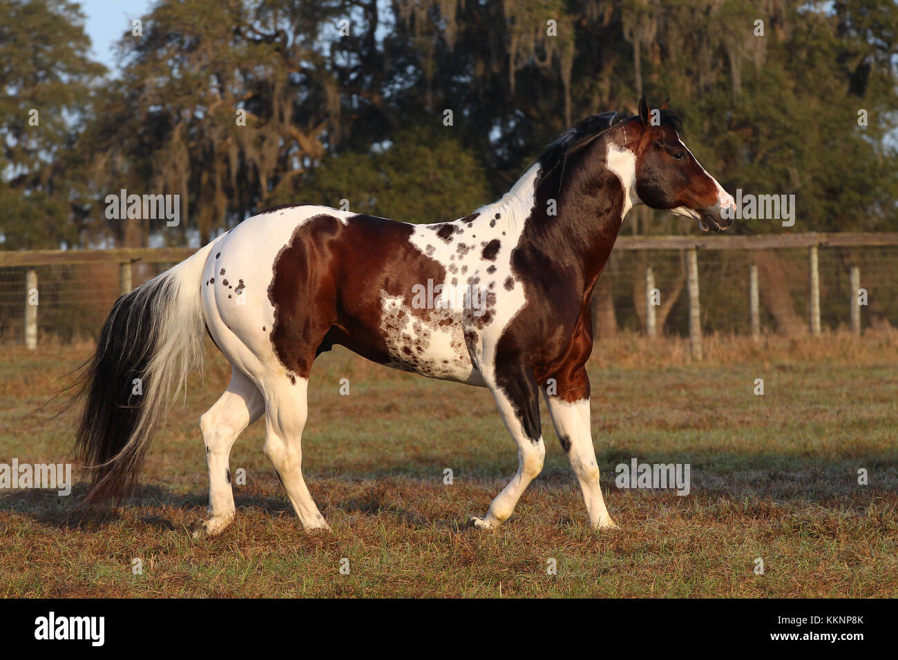 Tobiano Paint Horse Stallone Foto Stock