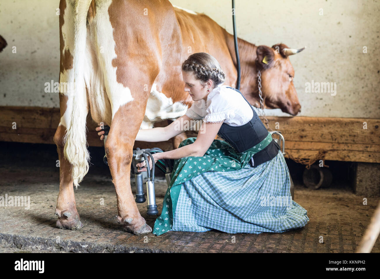 La moglie di un agricoltore con dirndl latti una mucca Foto Stock