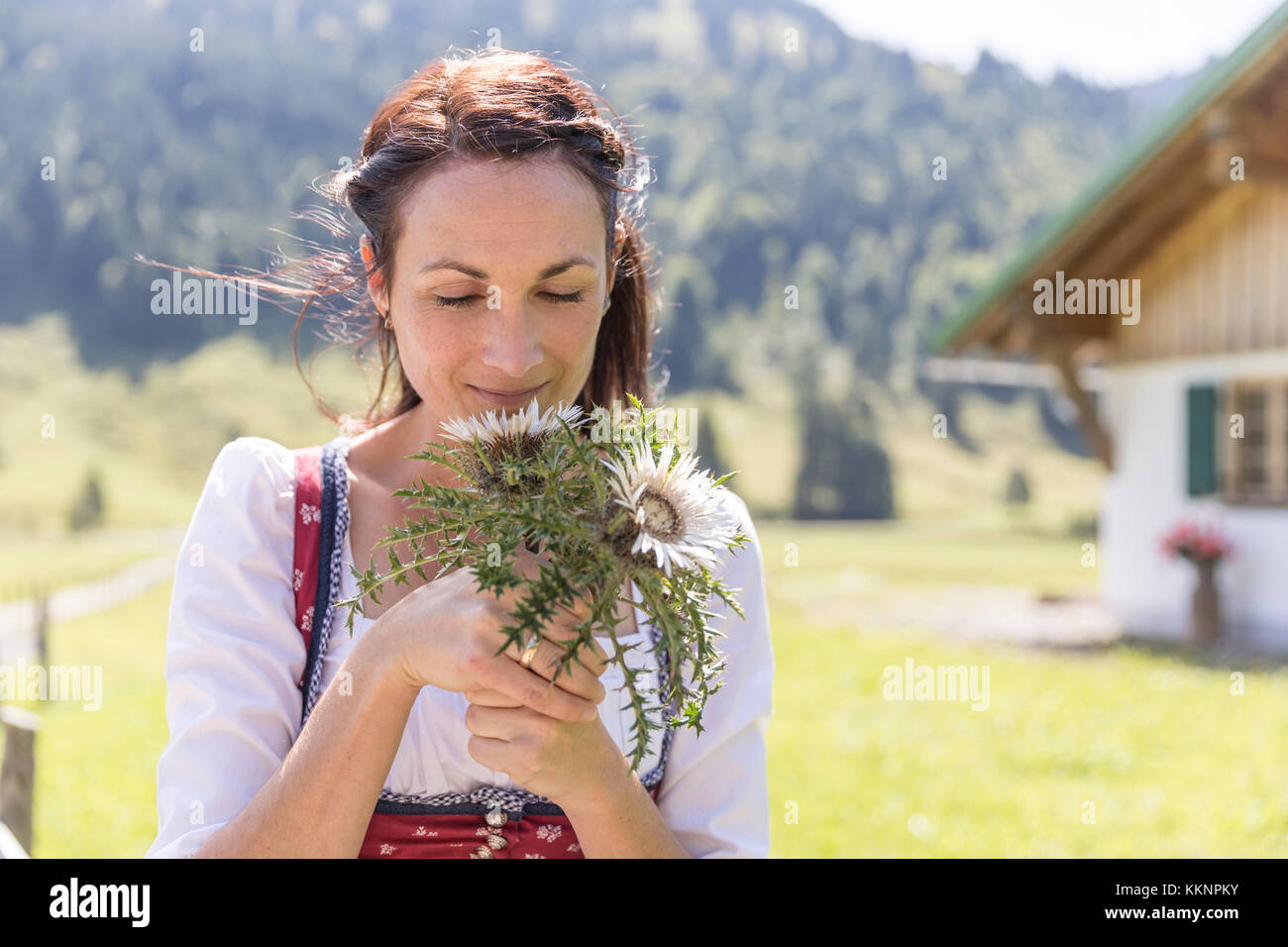 La moglie di un agricoltore con dirndl prendere un odore a un argento thistlel Foto Stock