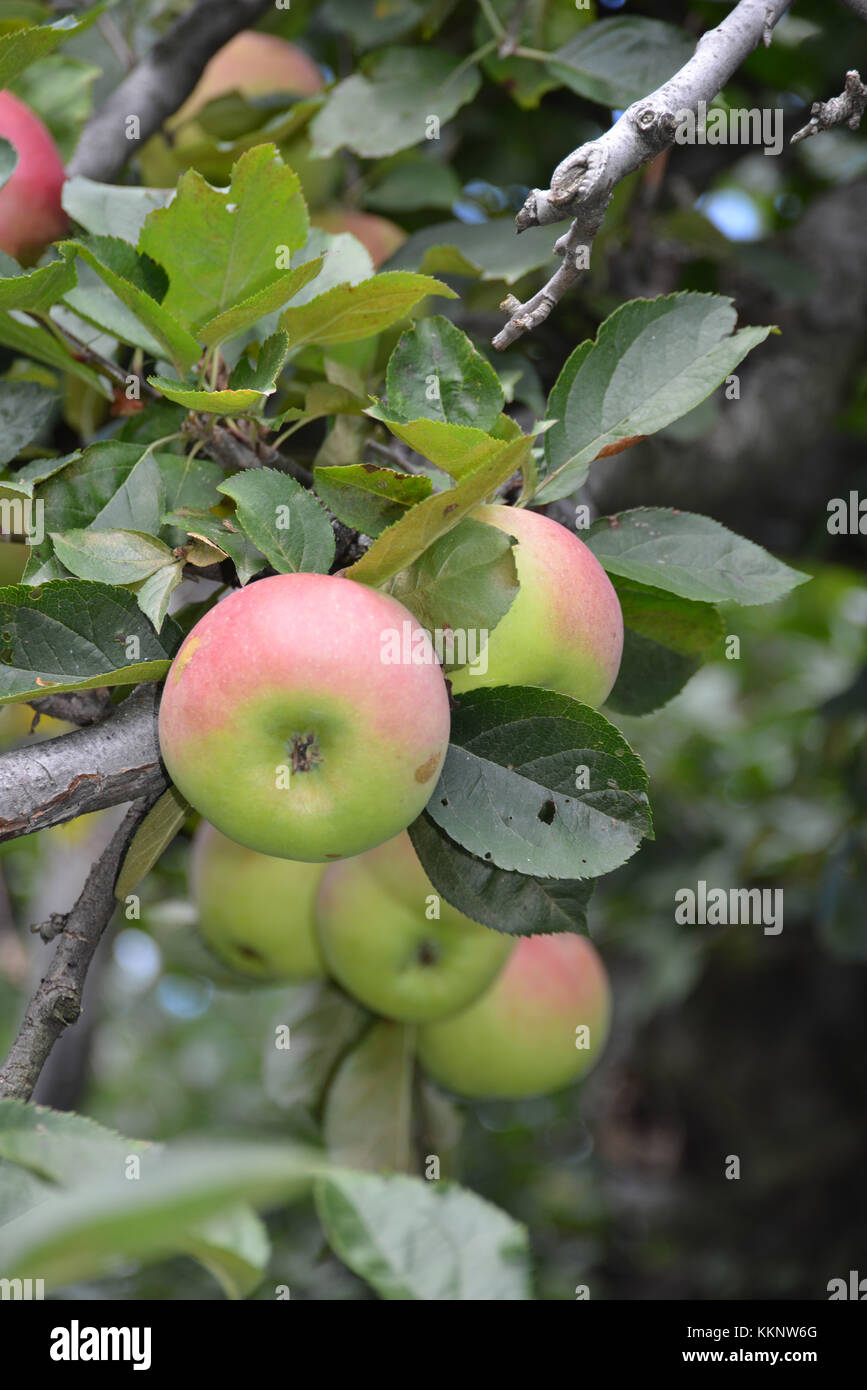 Apple - (Malus pumila) garrison, Putnam County, nello stato di new york, Stati Uniti d'America Foto Stock