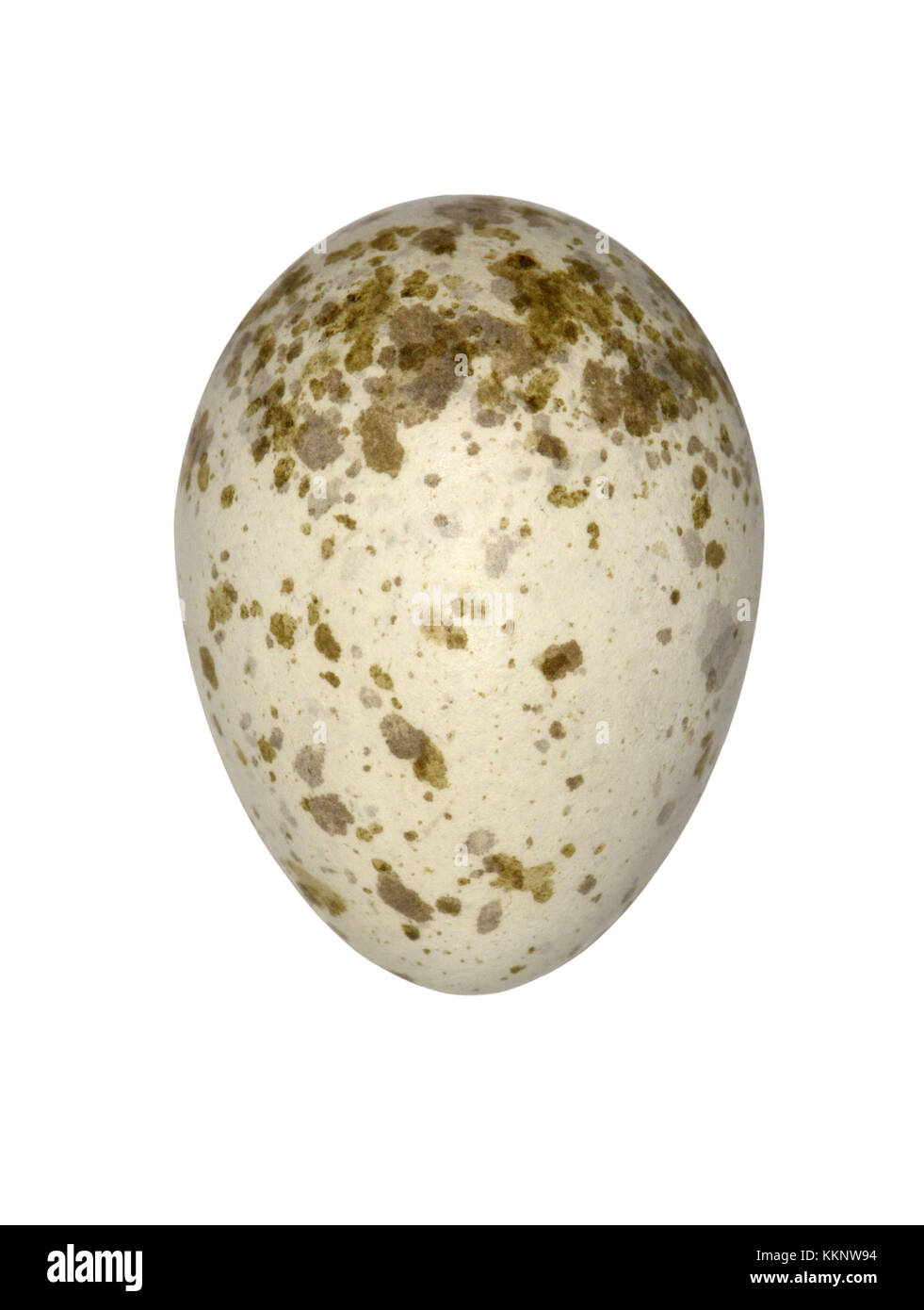 Grande grigio shrike - lanius excubitor Foto Stock