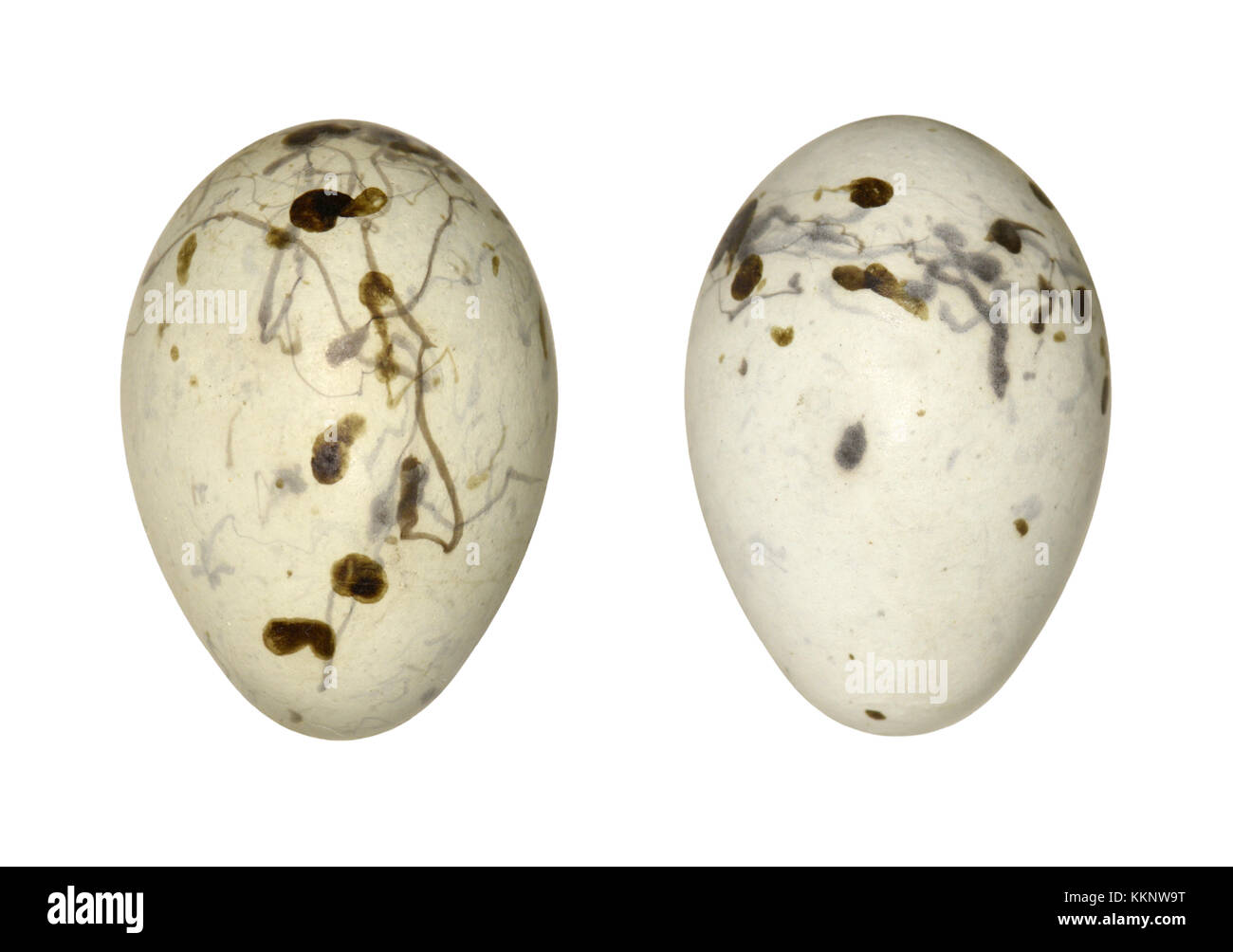 Hawfinch - coccothraustes coccothraustes Foto Stock