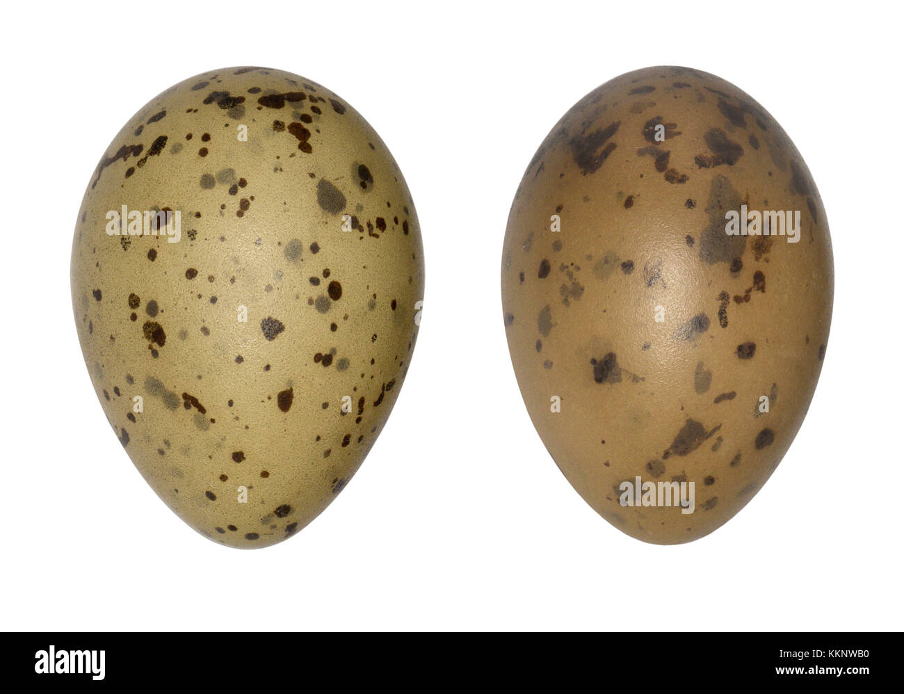 Gabbiano comune - larus canus Foto Stock