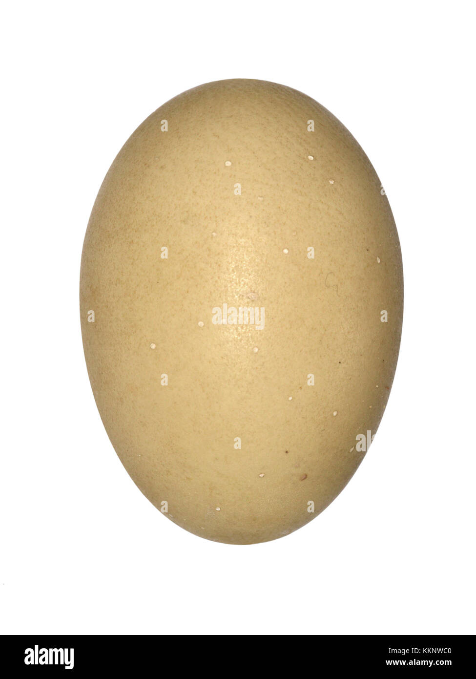 Tarabuso - botaurus stellatus Foto Stock