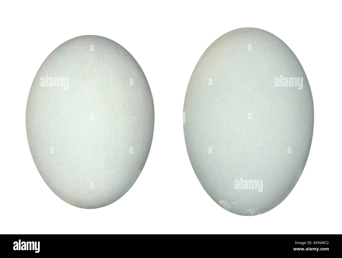 Airone cenerino - Ardea cinerea Foto Stock